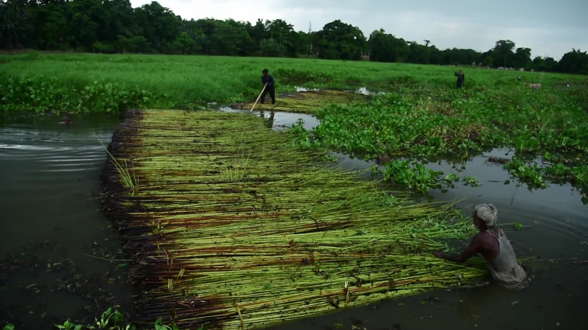 Jute Cultivation In India