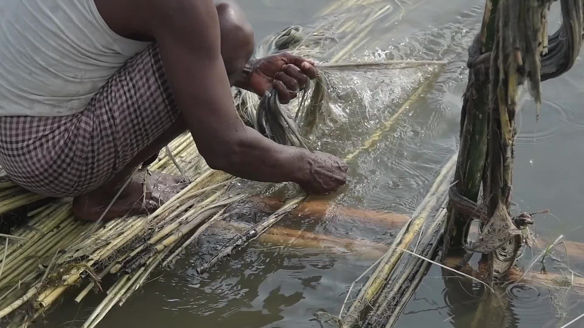 Jute Cultivation In India