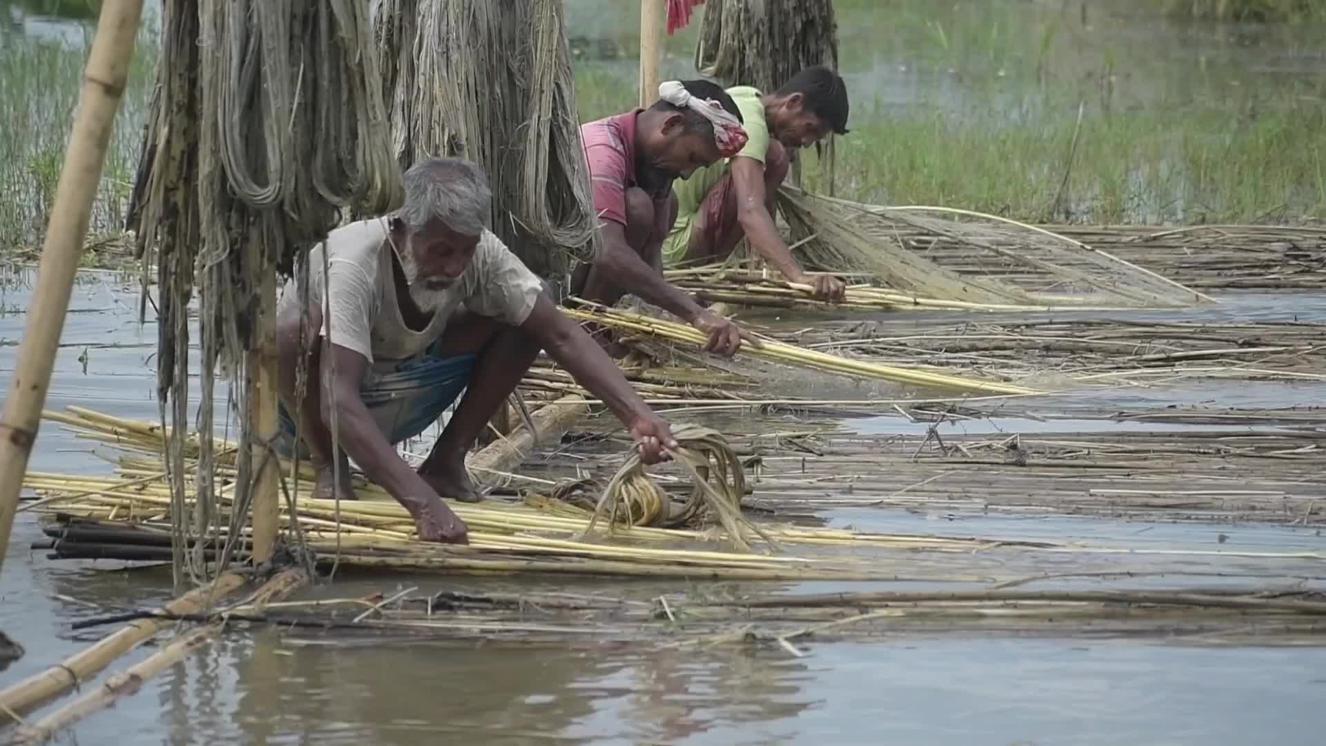 Jute Cultivation In India