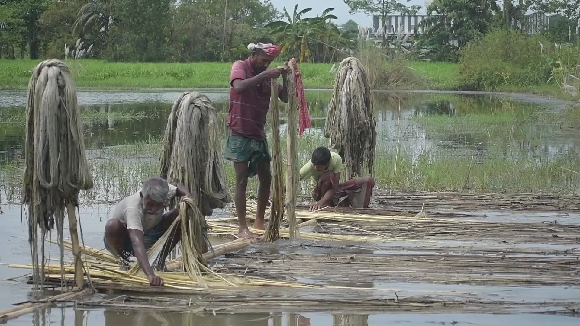 Jute Cultivation In India