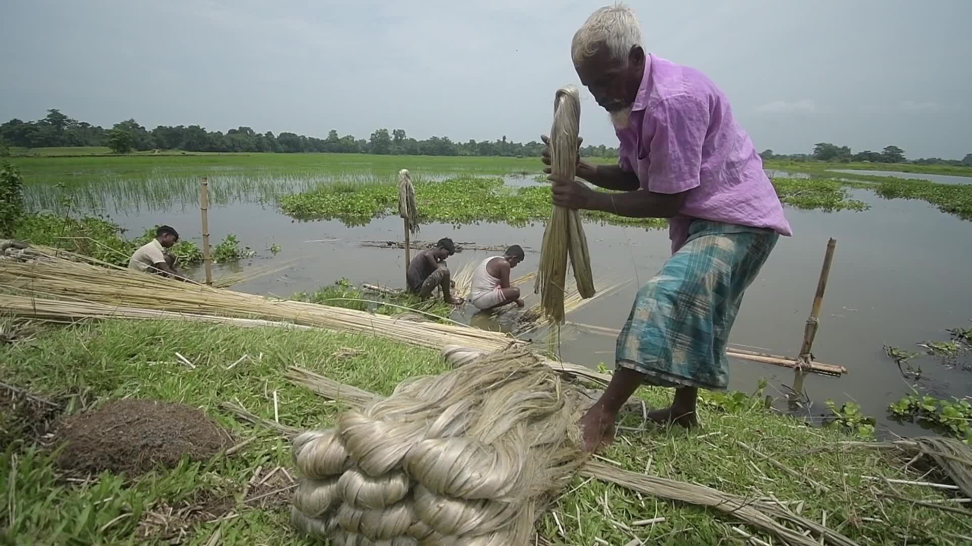 Jute Cultivation In India