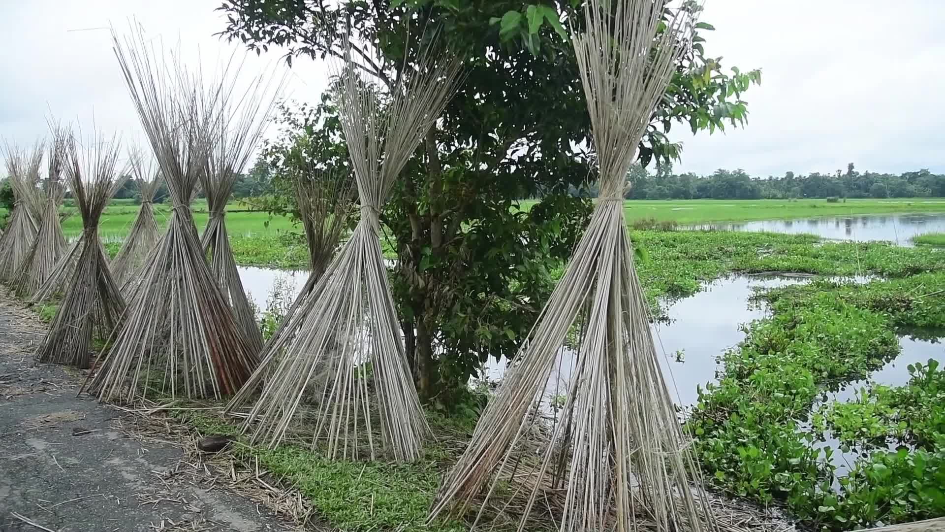 Jute Cultivation In India