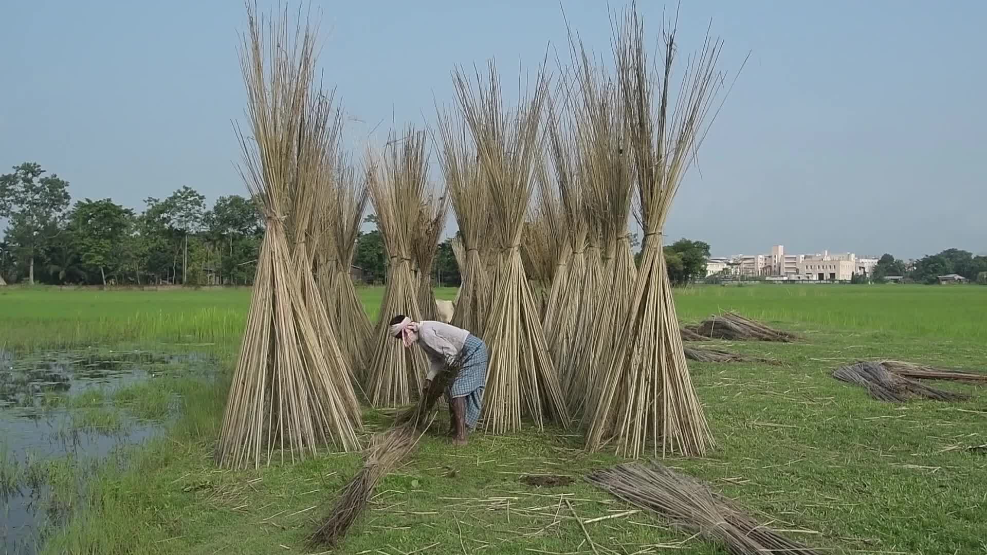 Jute Cultivation In India
