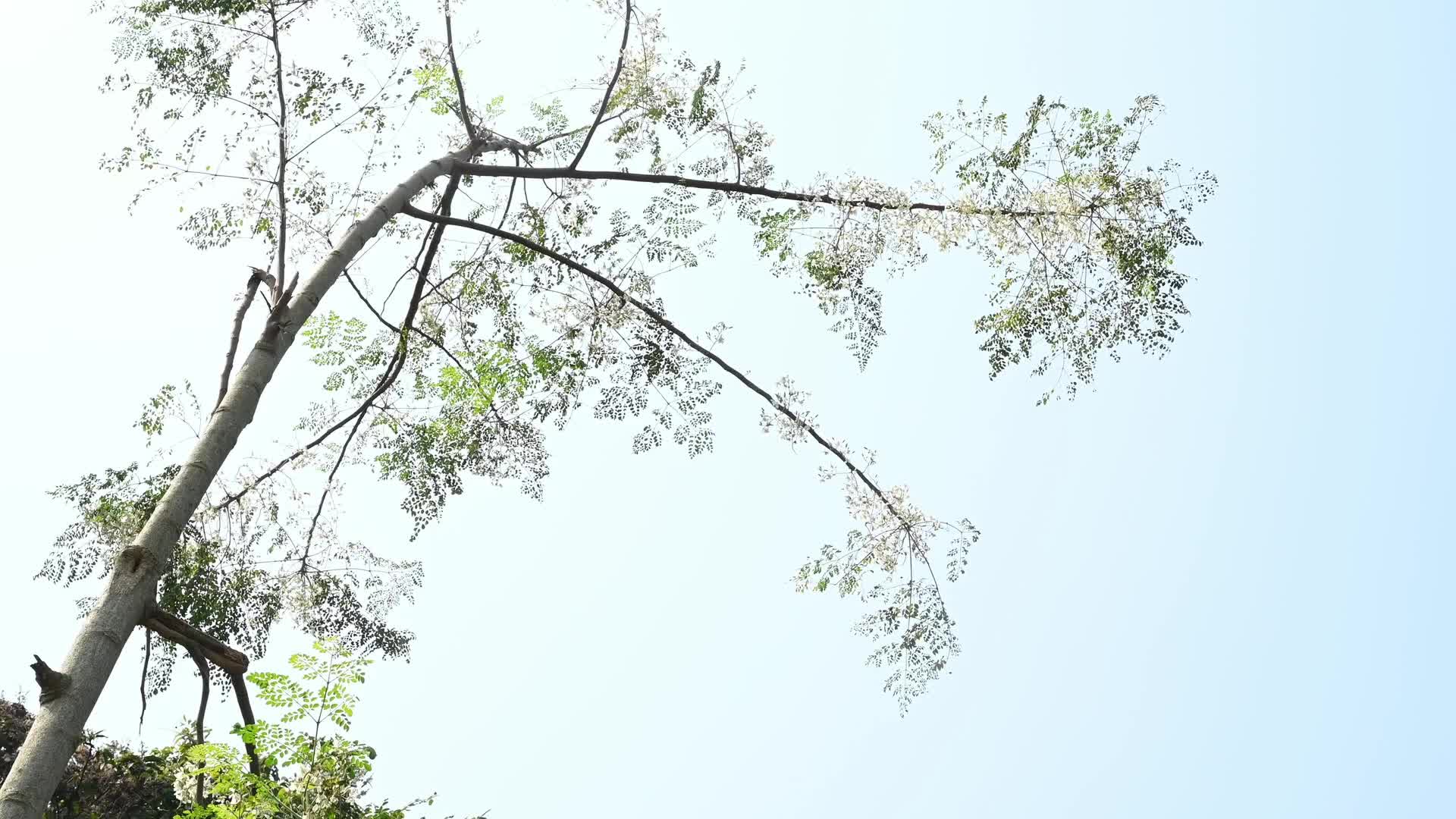 Edible Moringa flower - Nutritional value
