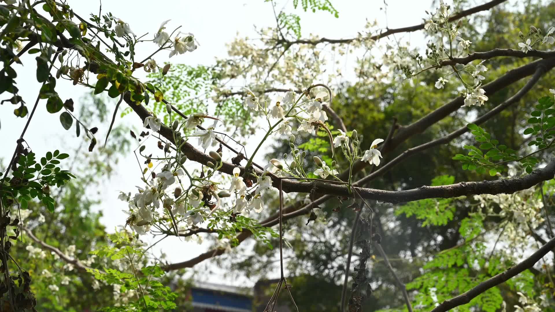 Edible Moringa flower - Nutritional value