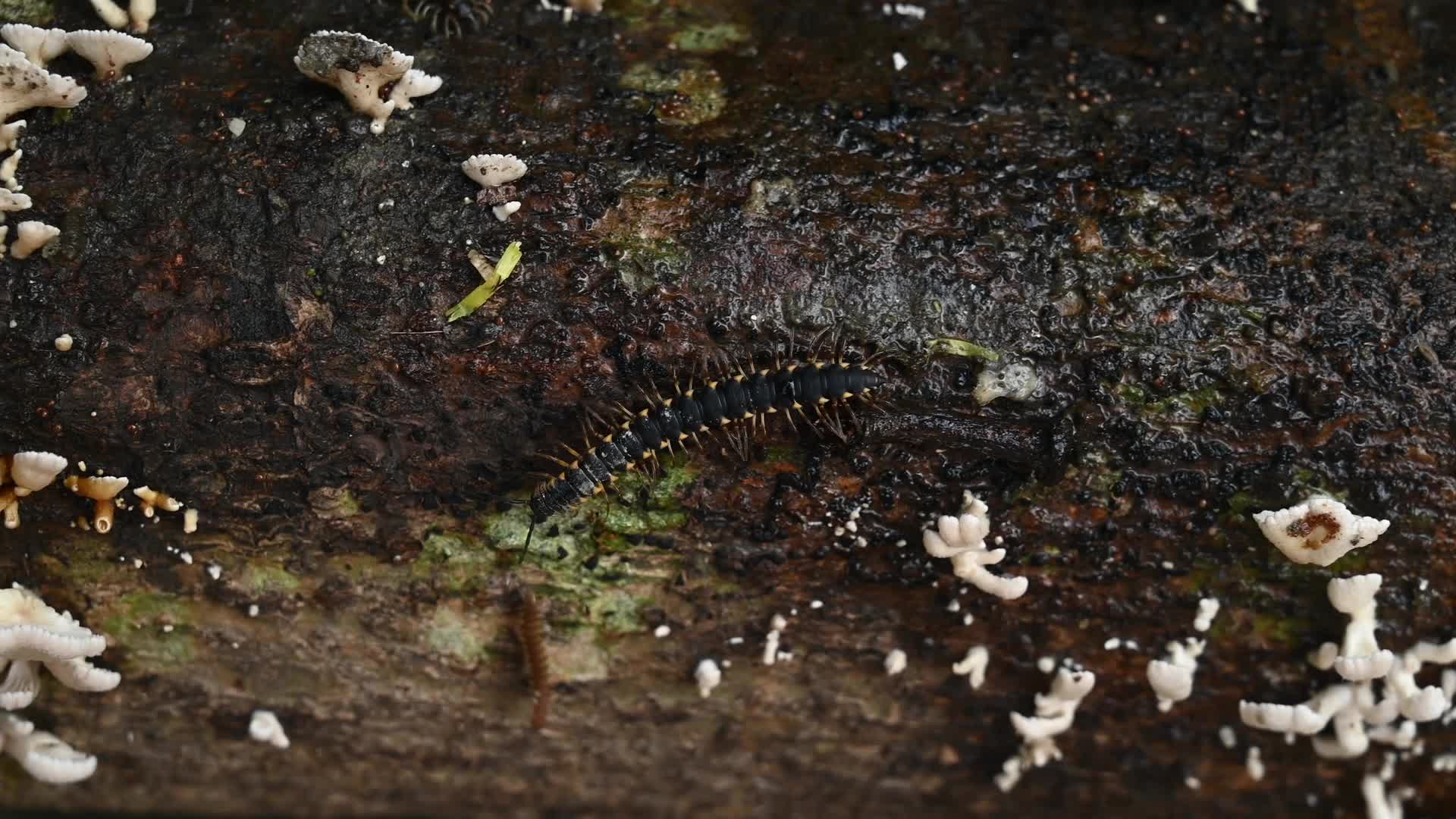 Split-gill mushrooms  - Edible mushroom -  Schizophyllum commune -  Long-flange millipede (Orthomorpha coarctata)