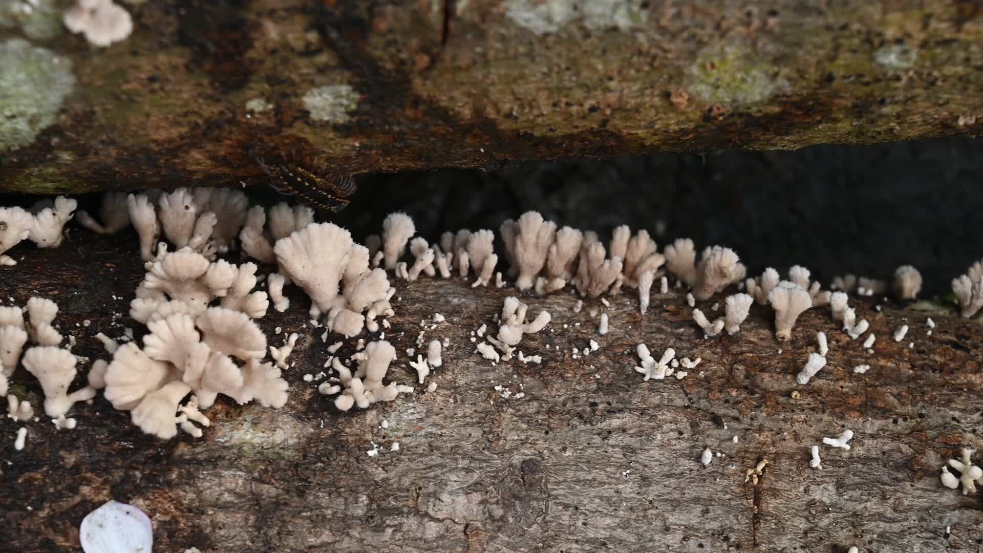 Split-gill mushrooms  - Edible mushroom -  Schizophyllum commune -  Long-flange millipede (Orthomorpha coarctata)