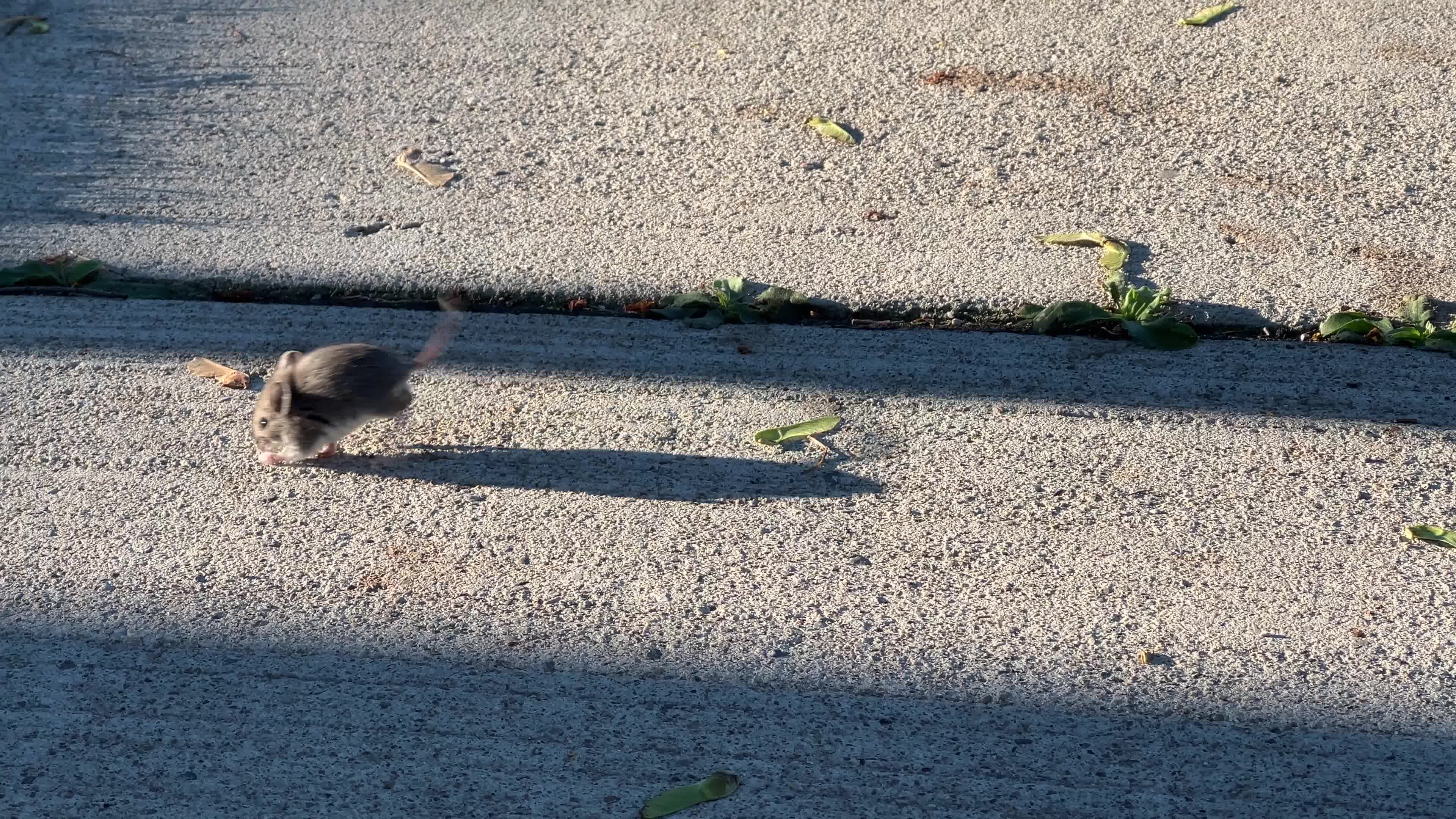 Mouse running in circles in Toronto