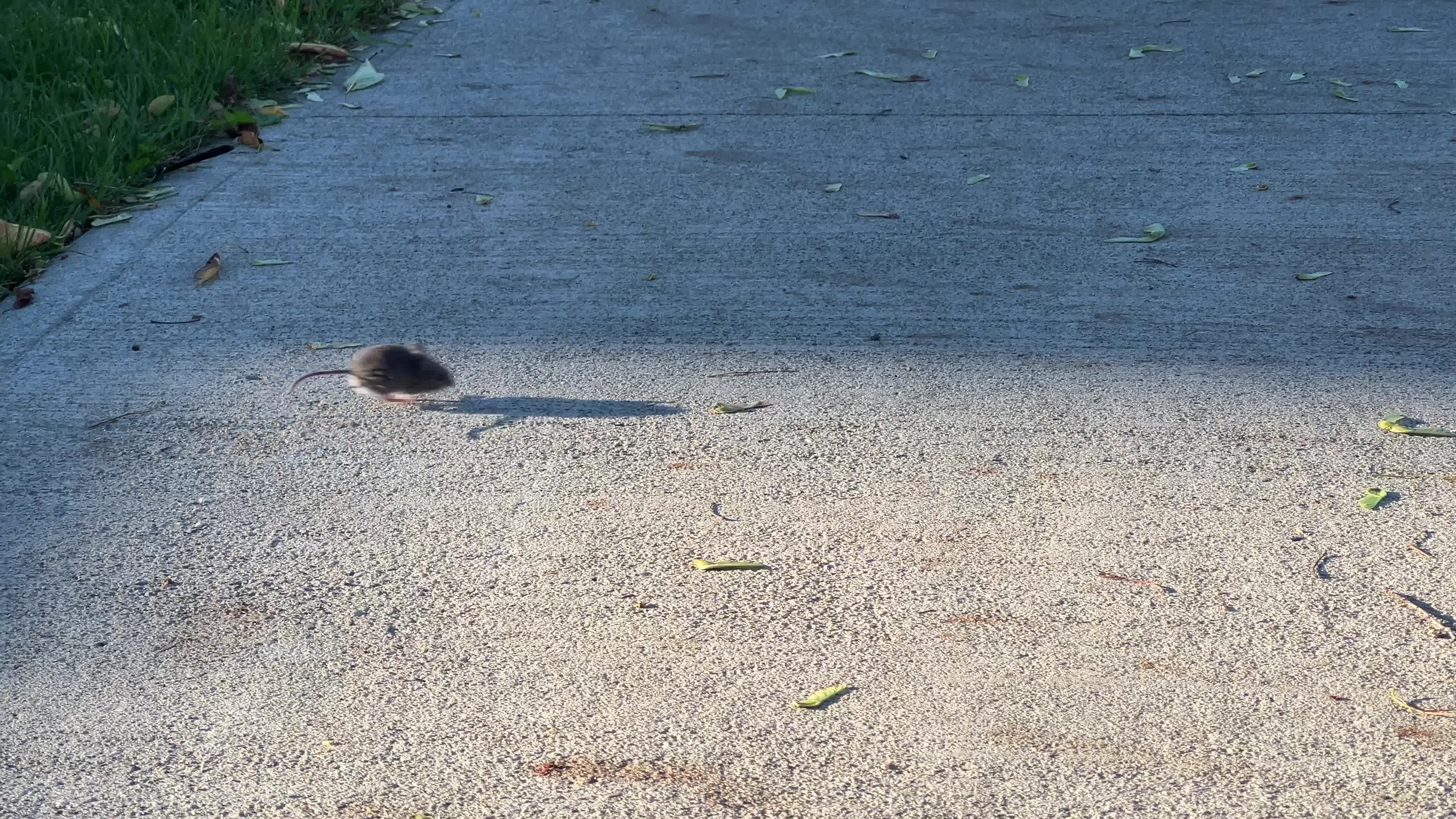 Mouse running in circles in Toronto