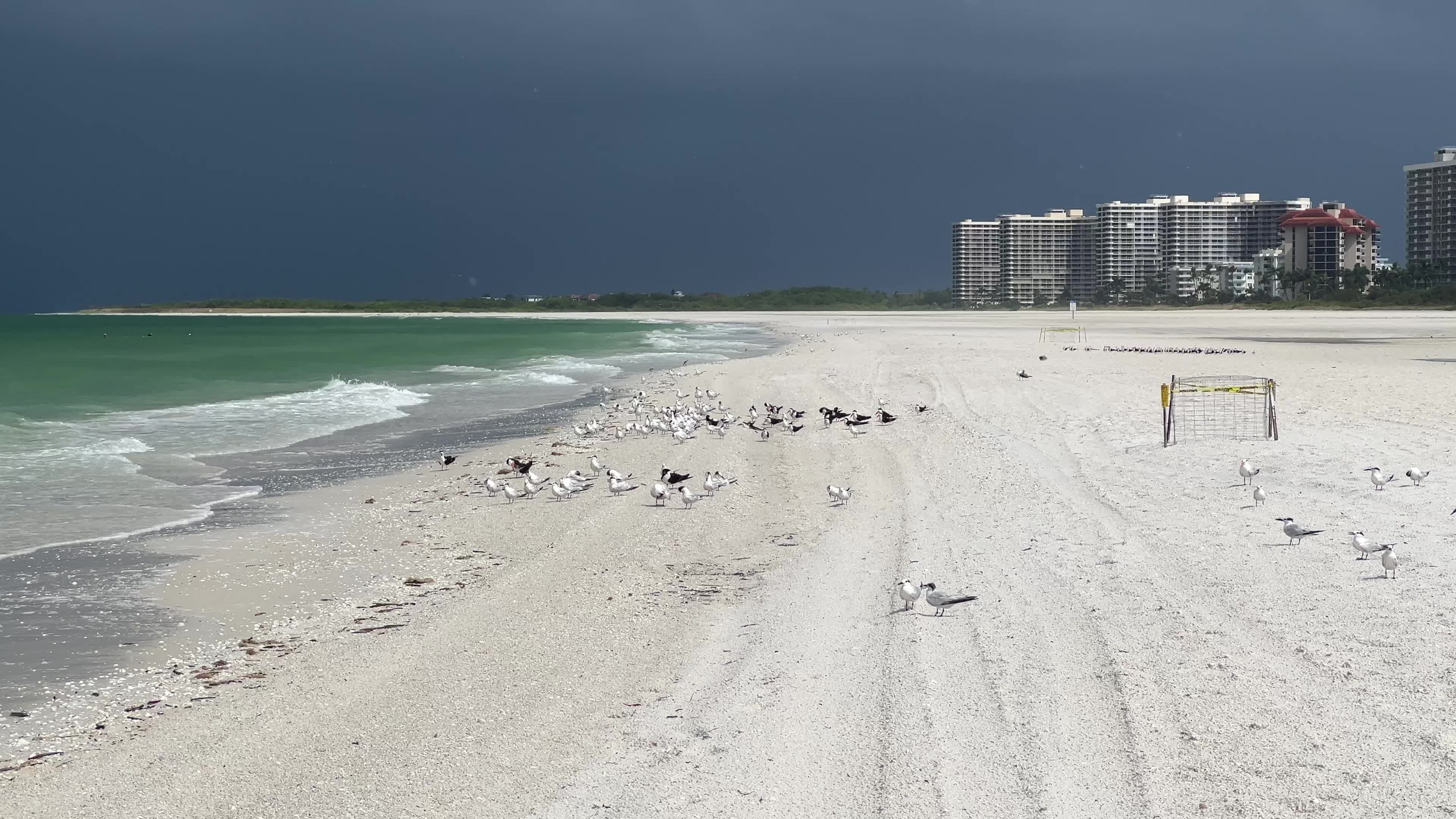 Loggerhead sea turtle nests in Florida