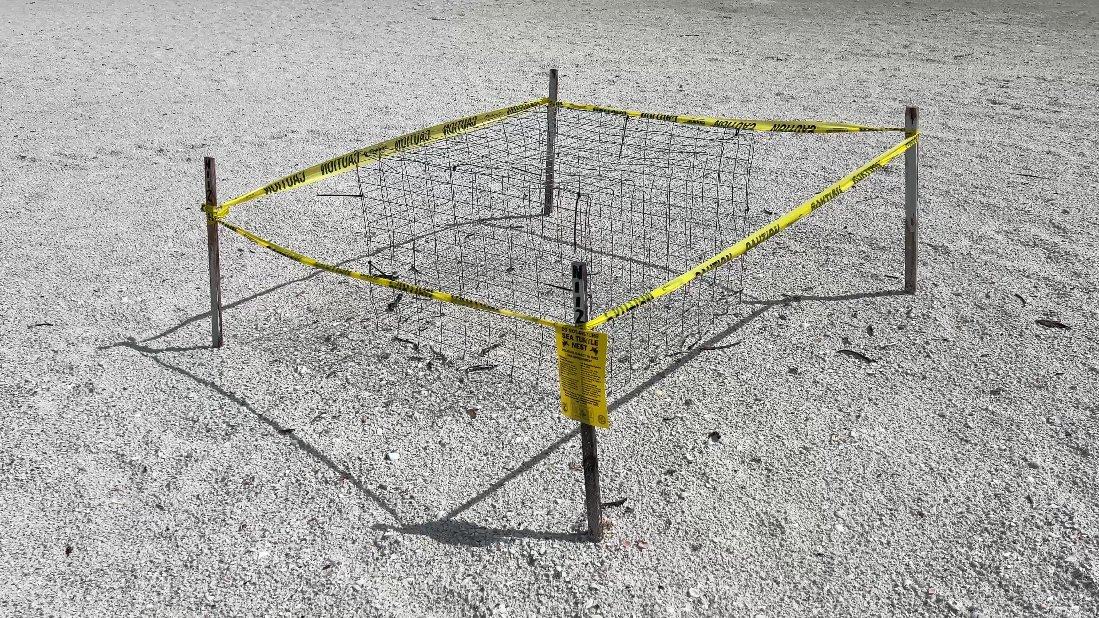 Loggerhead sea turtle nests in Florida