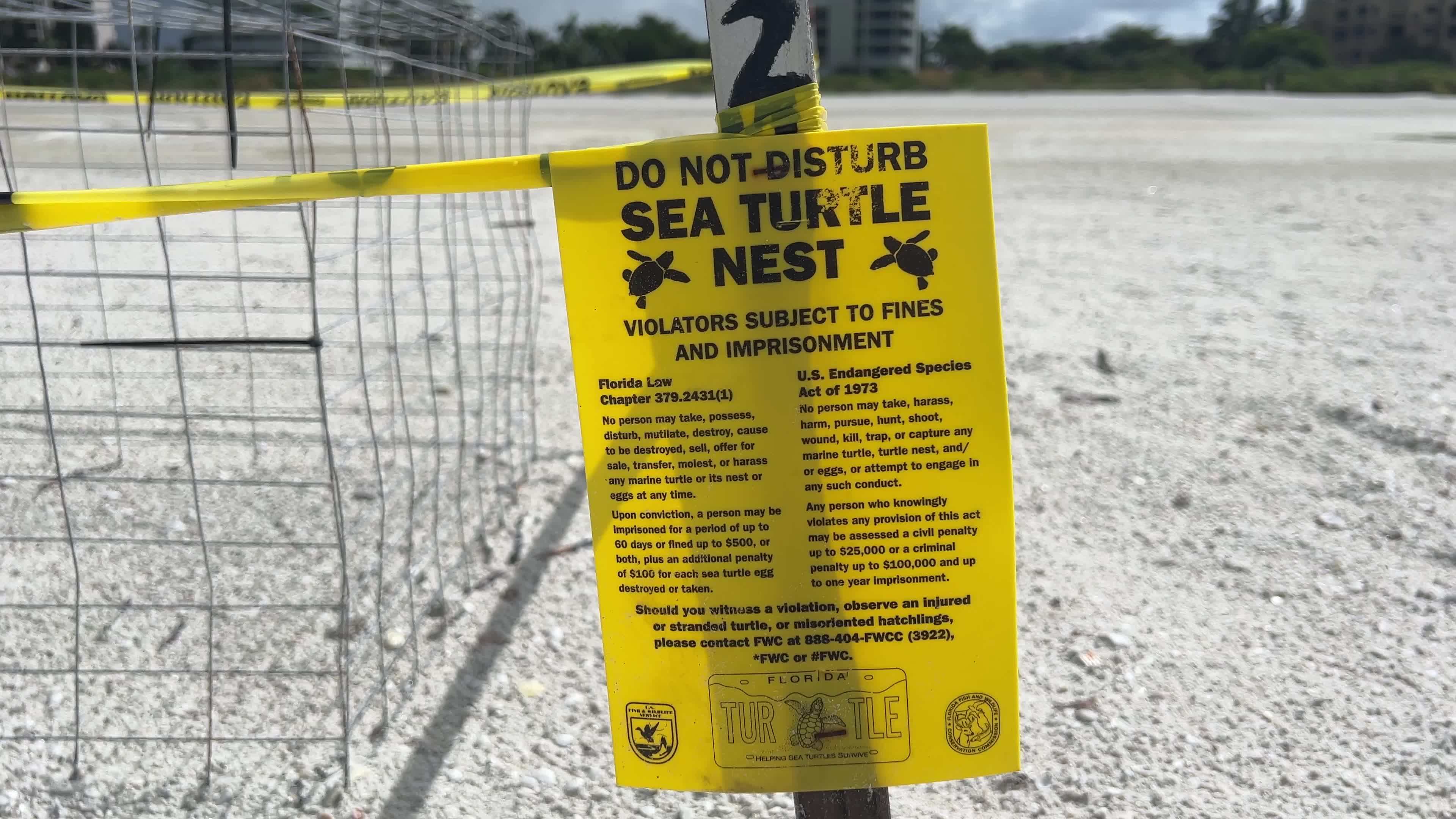 Loggerhead sea turtle nests in Florida