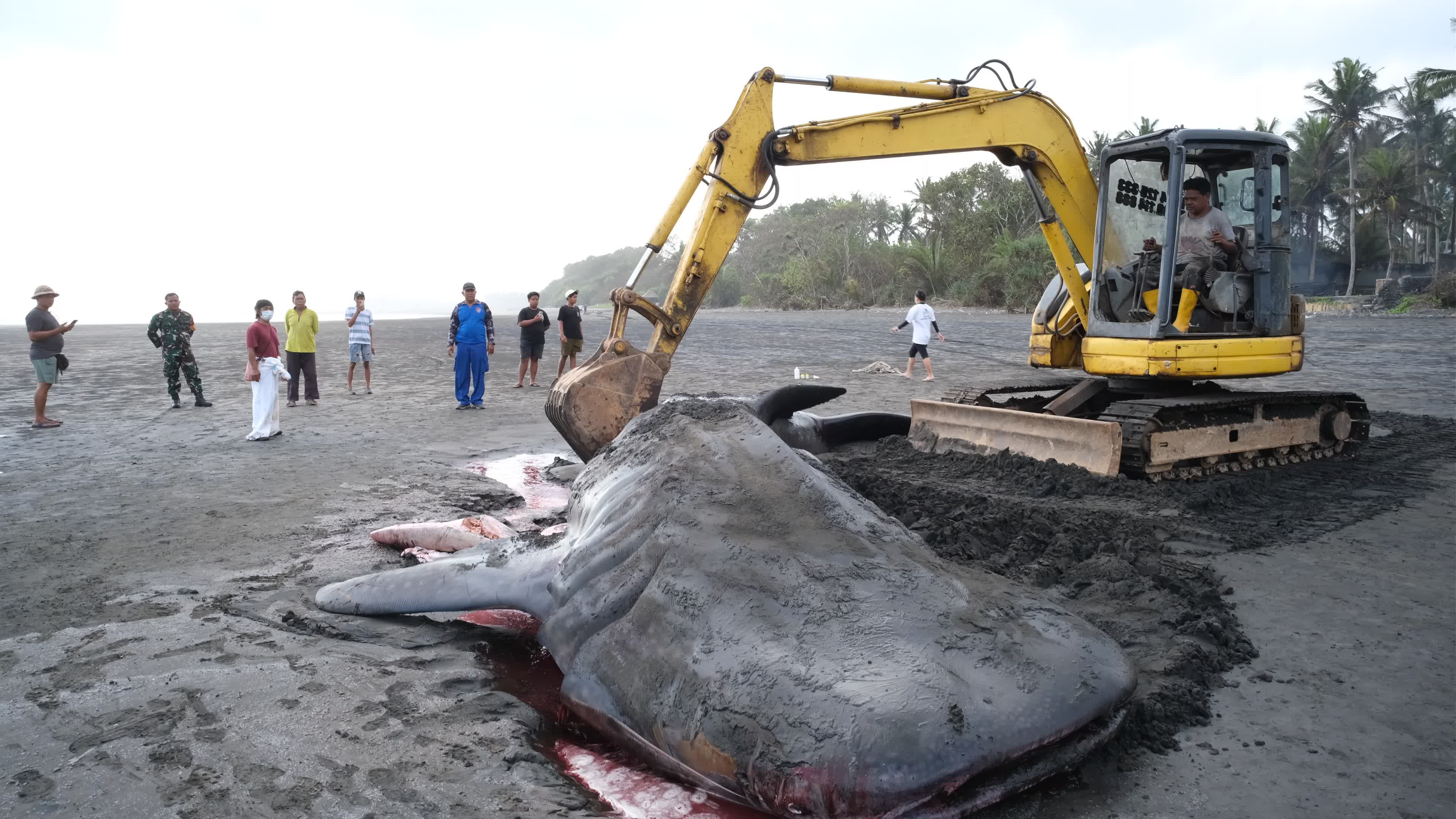 The Stranded Whale Shark In Bali Island, Indonesia.