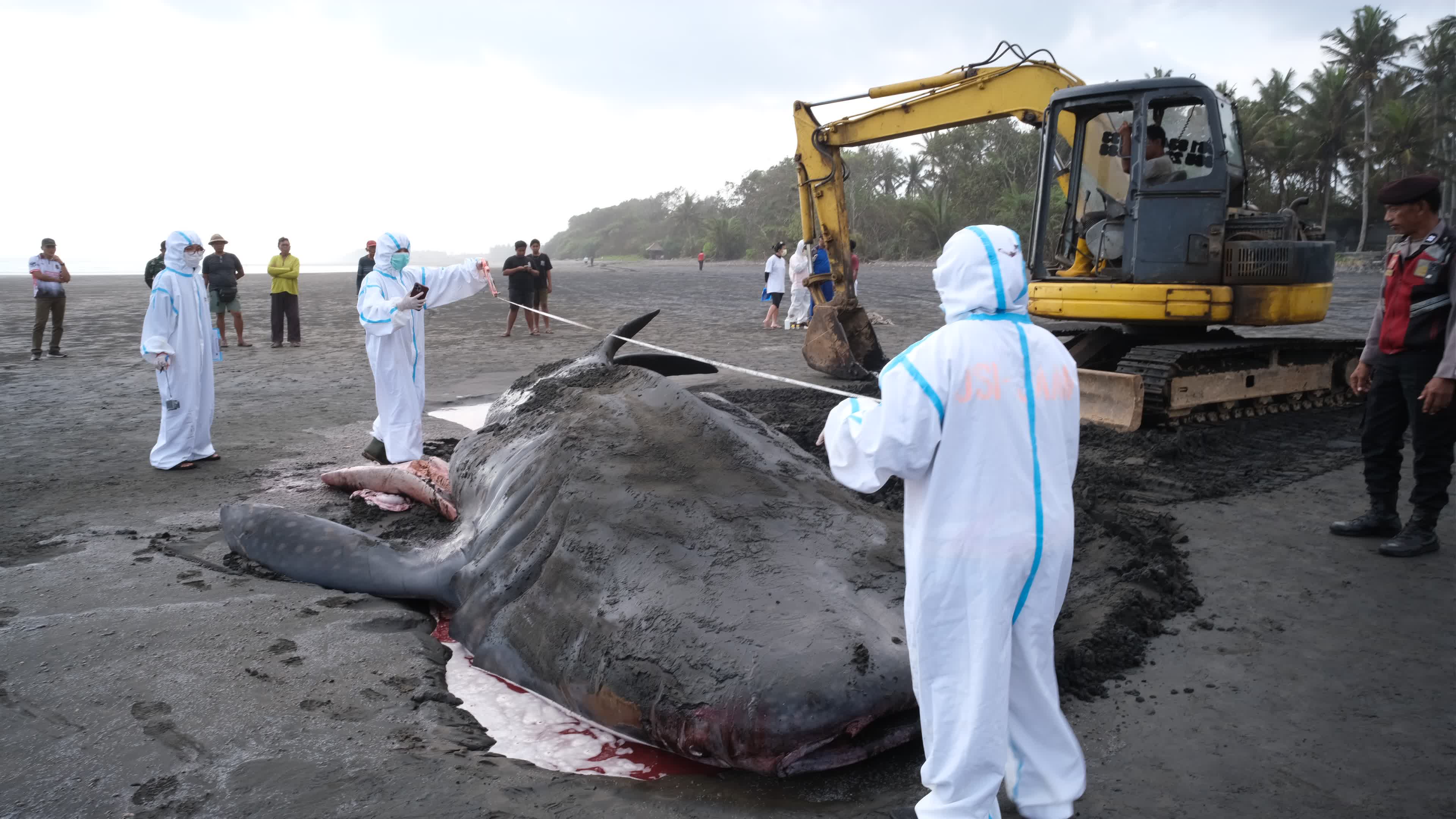 The Stranded Whale Shark In Bali Island, Indonesia.