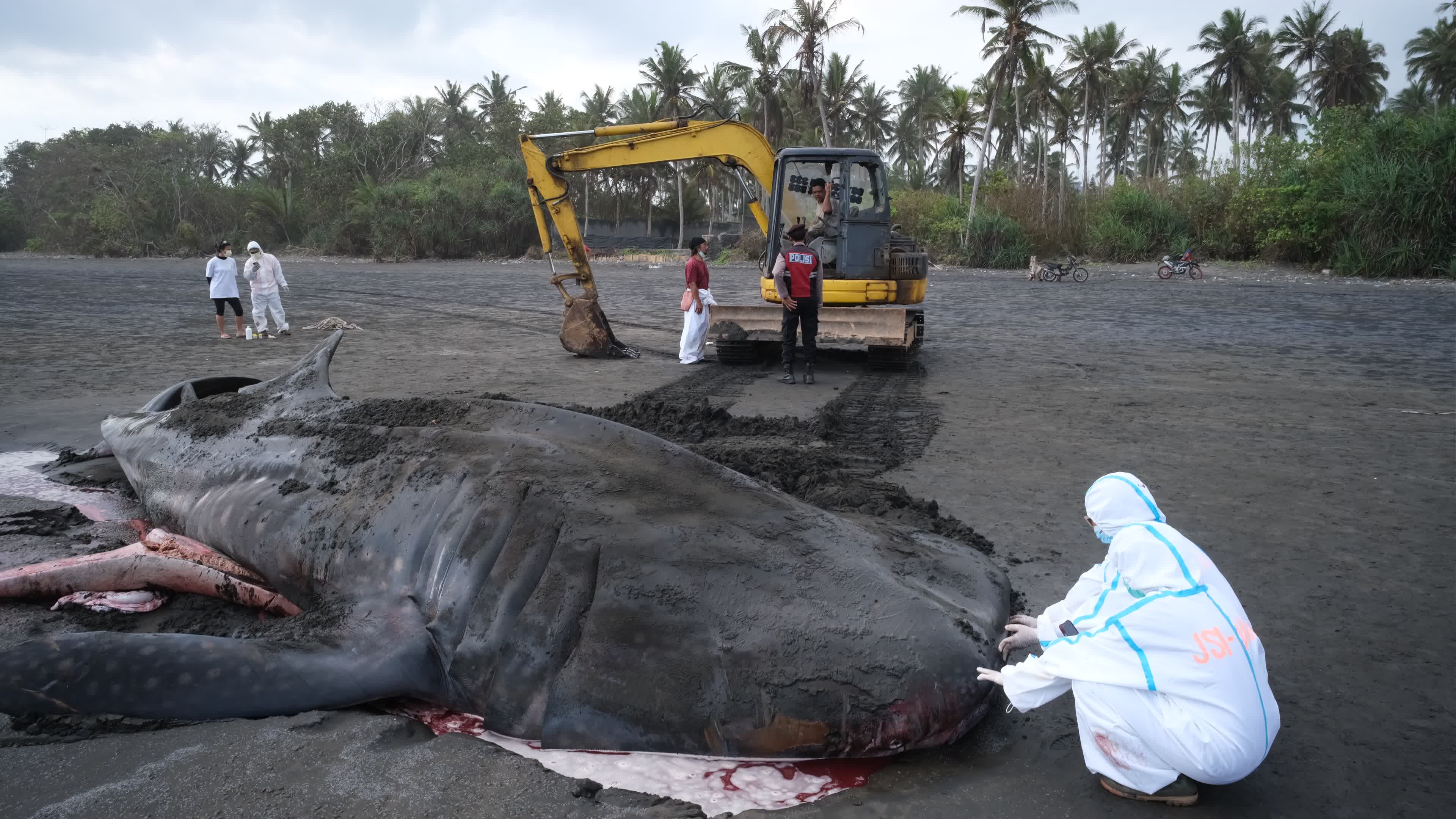 The Stranded Whale Shark In Bali Island, Indonesia.