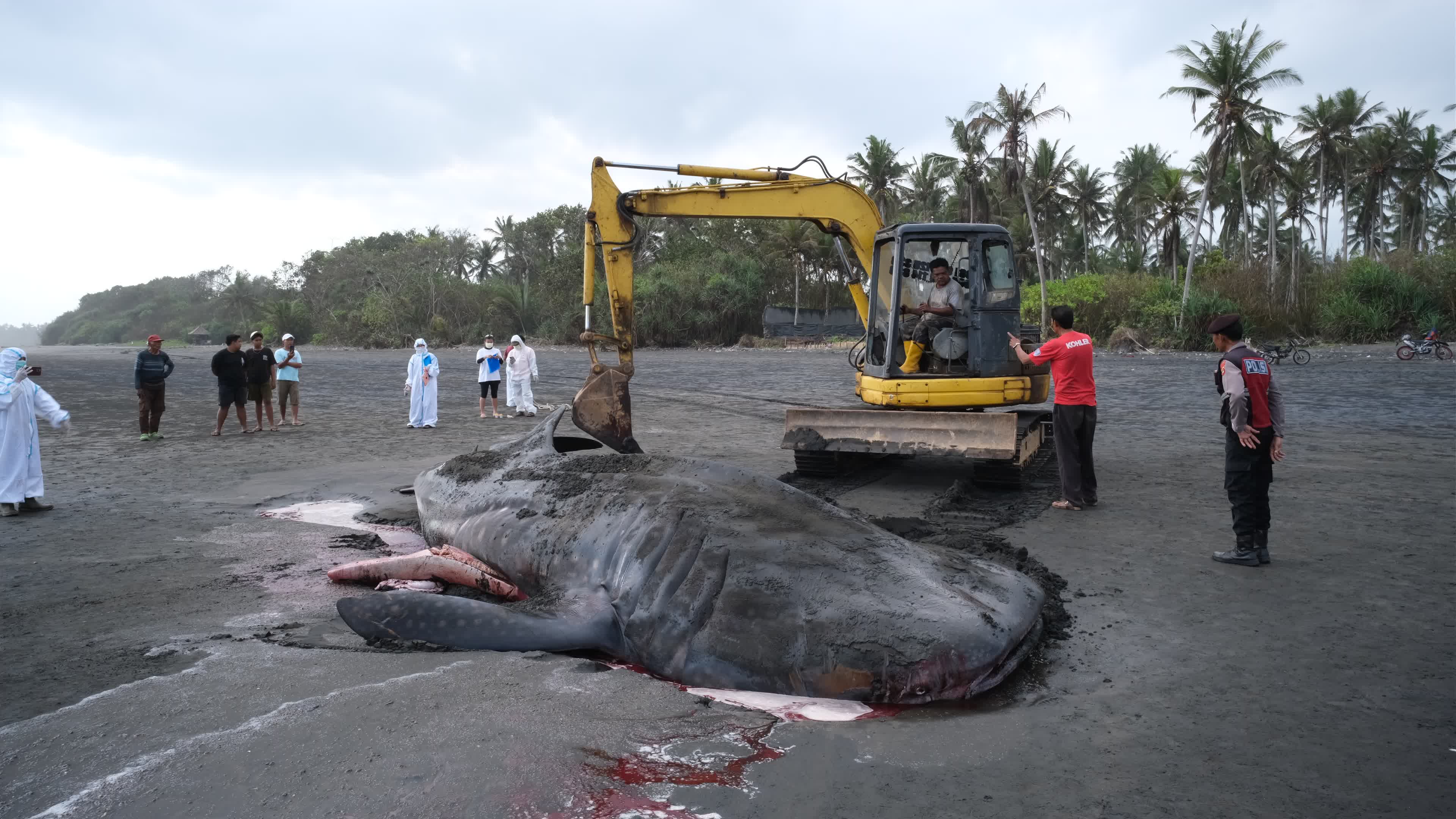 The Stranded Whale Shark In Bali Island, Indonesia.