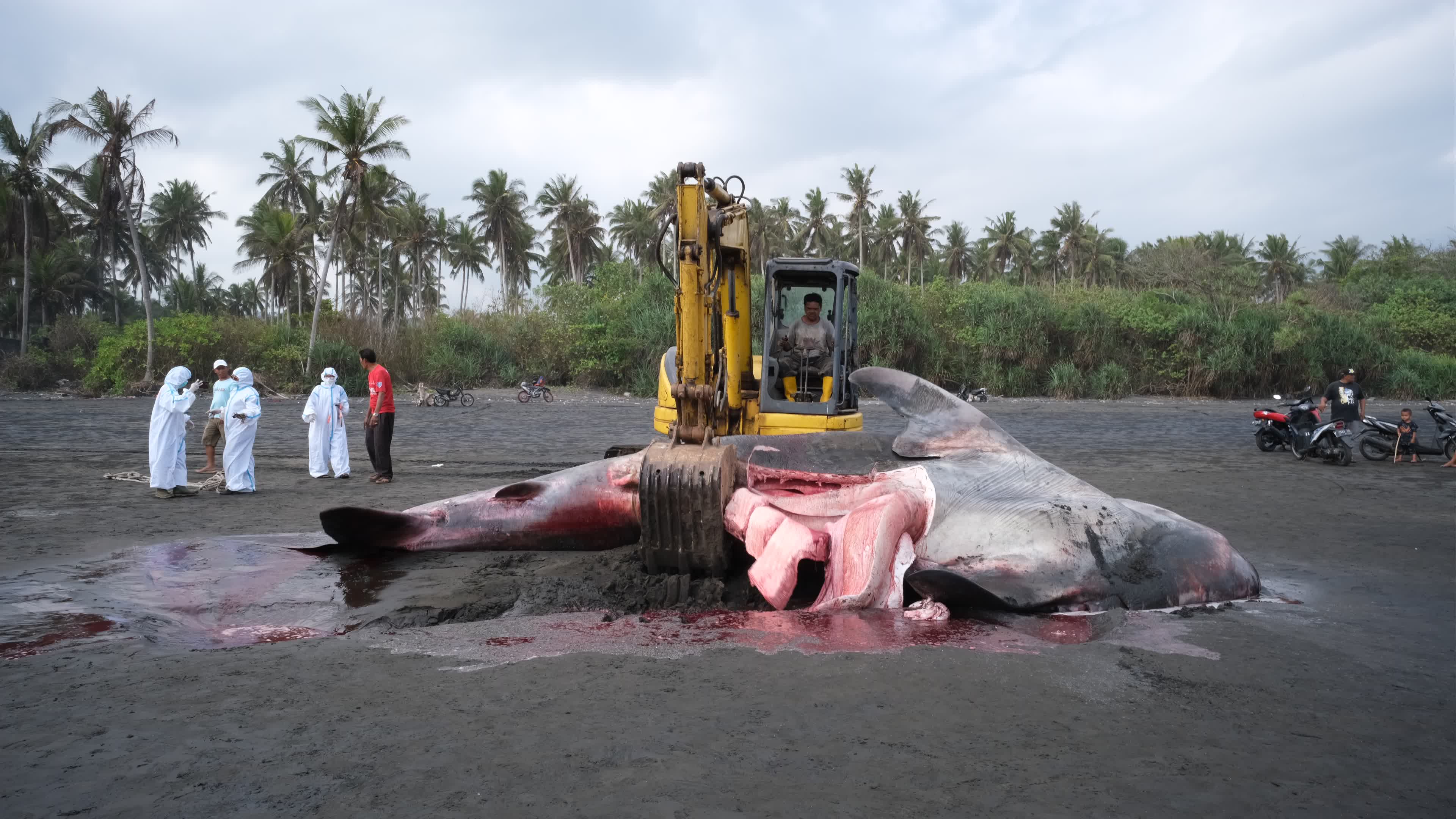 The Stranded Whale Shark In Bali Island, Indonesia.