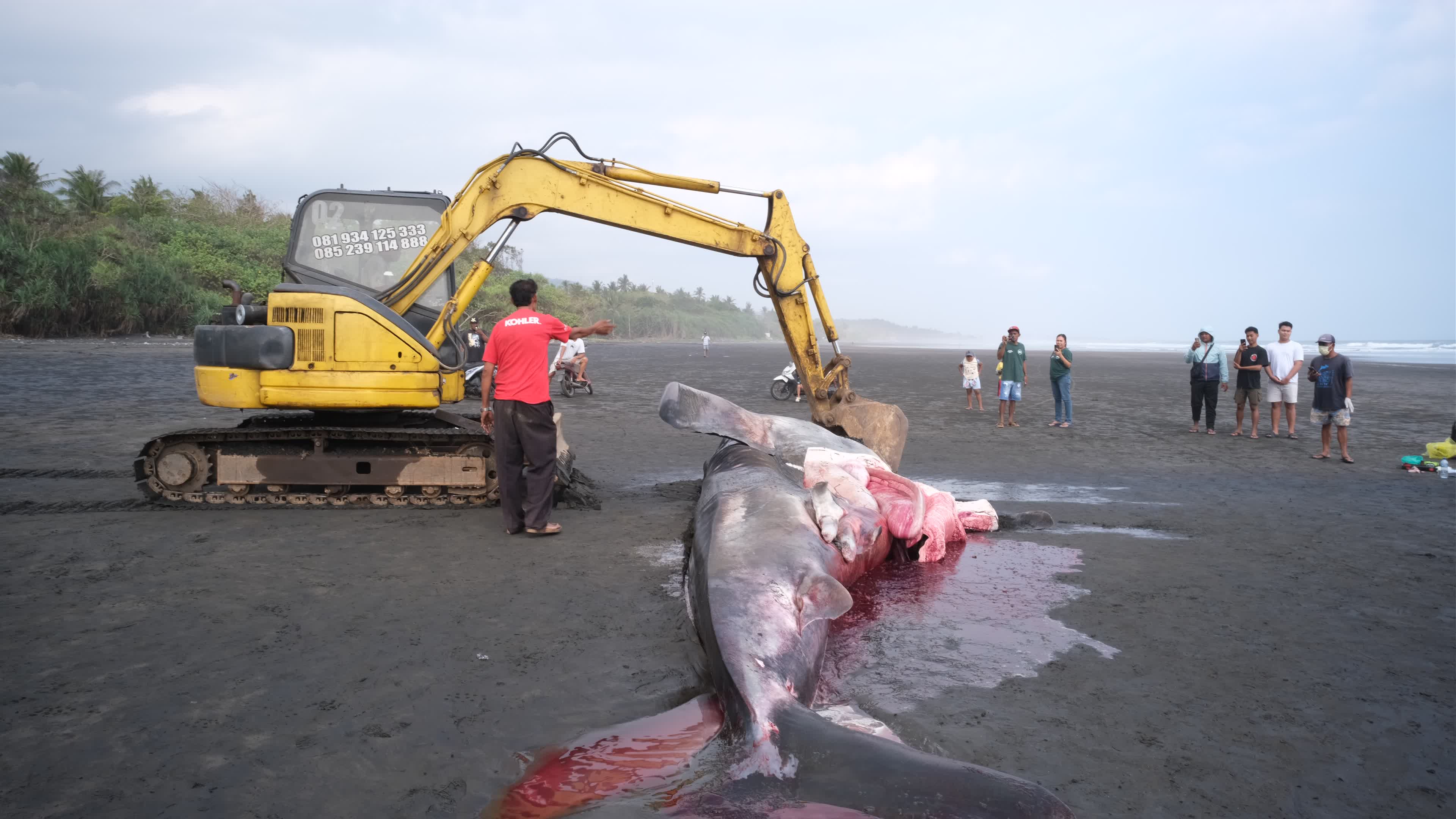 The Stranded Whale Shark In Bali Island, Indonesia.