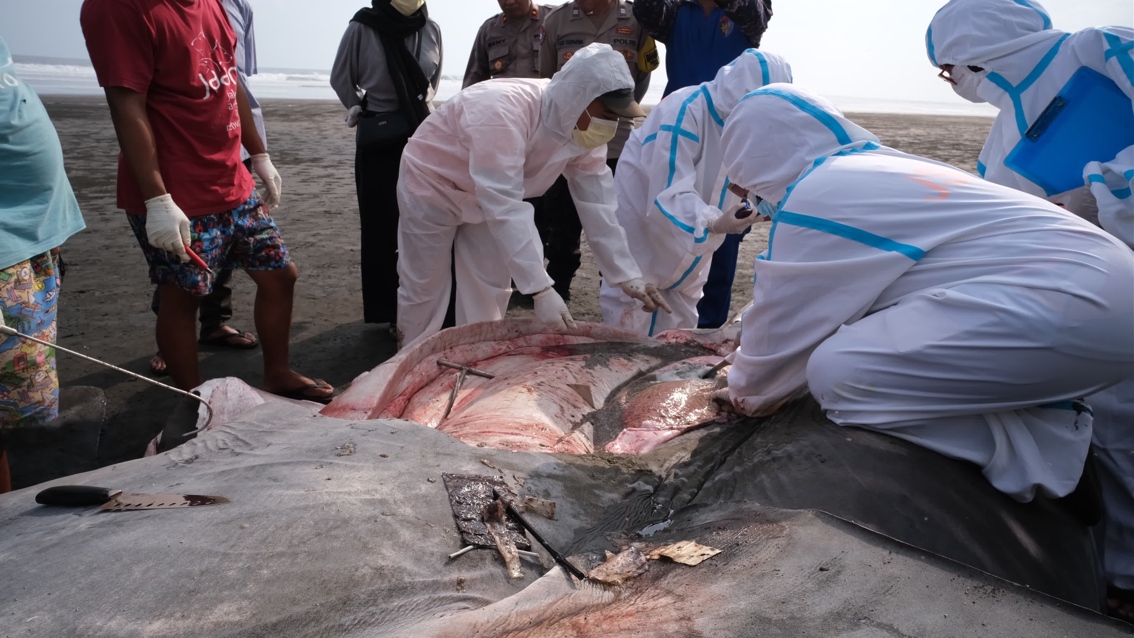 The Stranded Whale Shark In Bali Island, Indonesia.