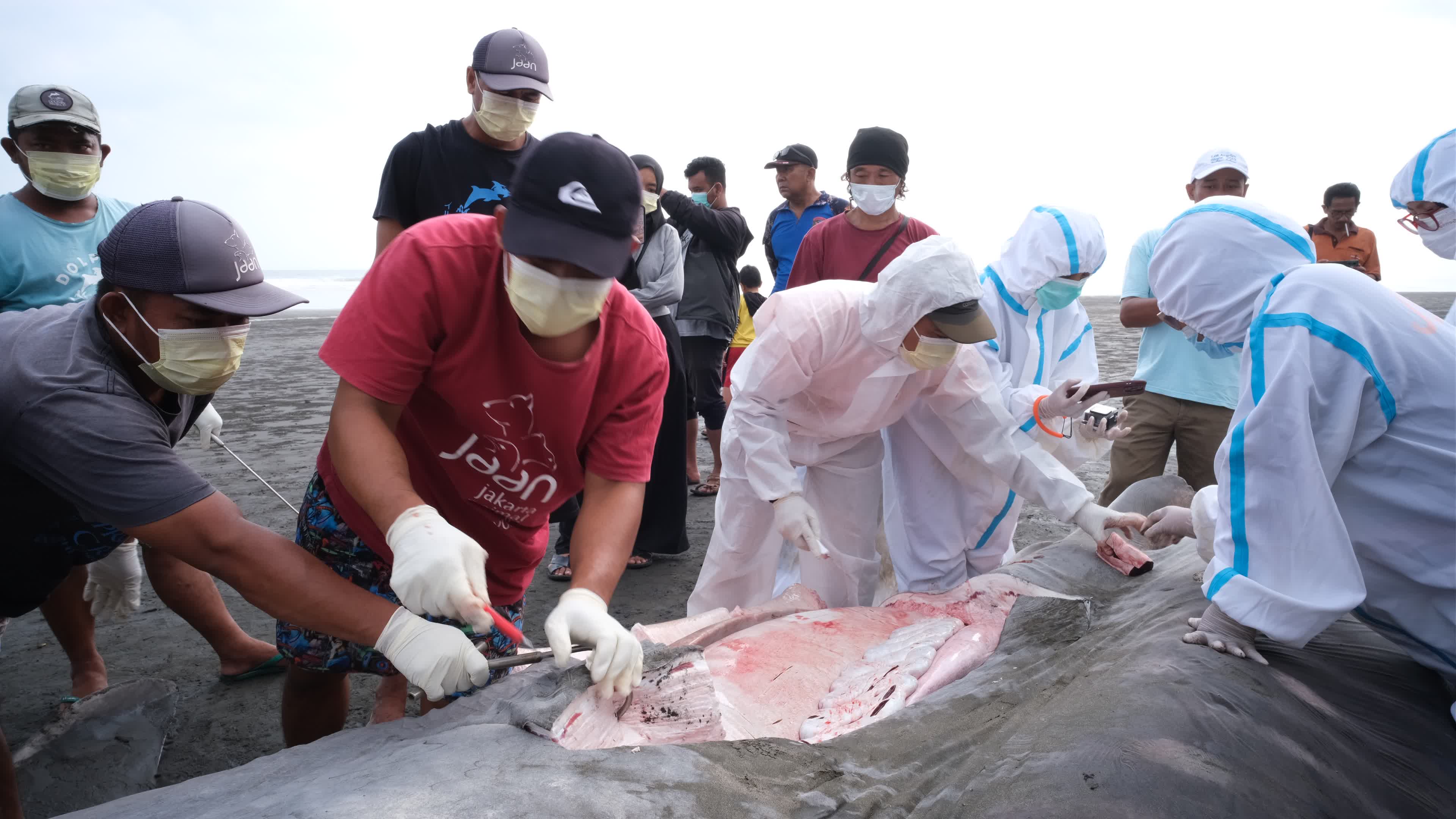The Stranded Whale Shark In Bali Island, Indonesia.