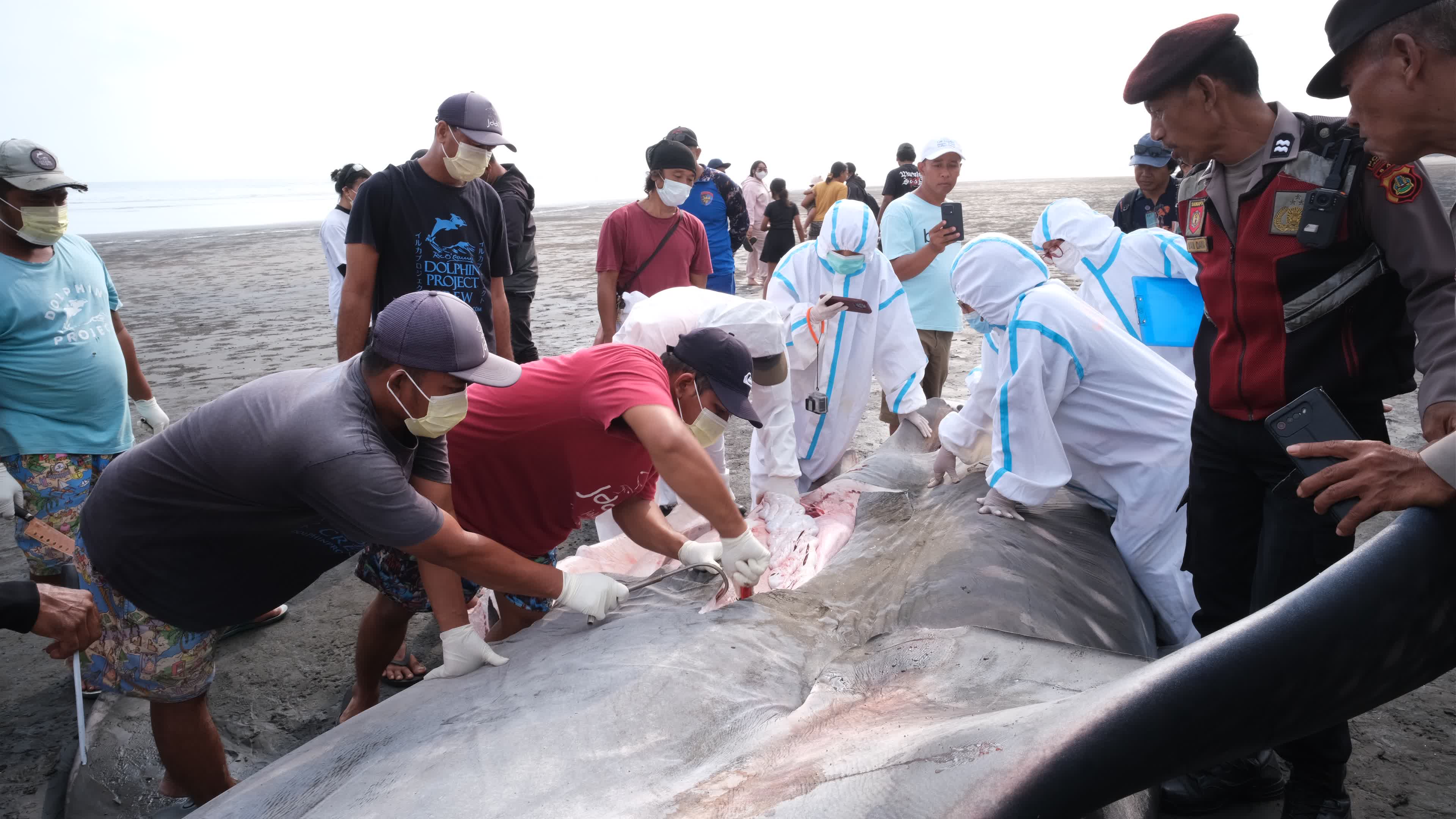 The Stranded Whale Shark In Bali Island, Indonesia.