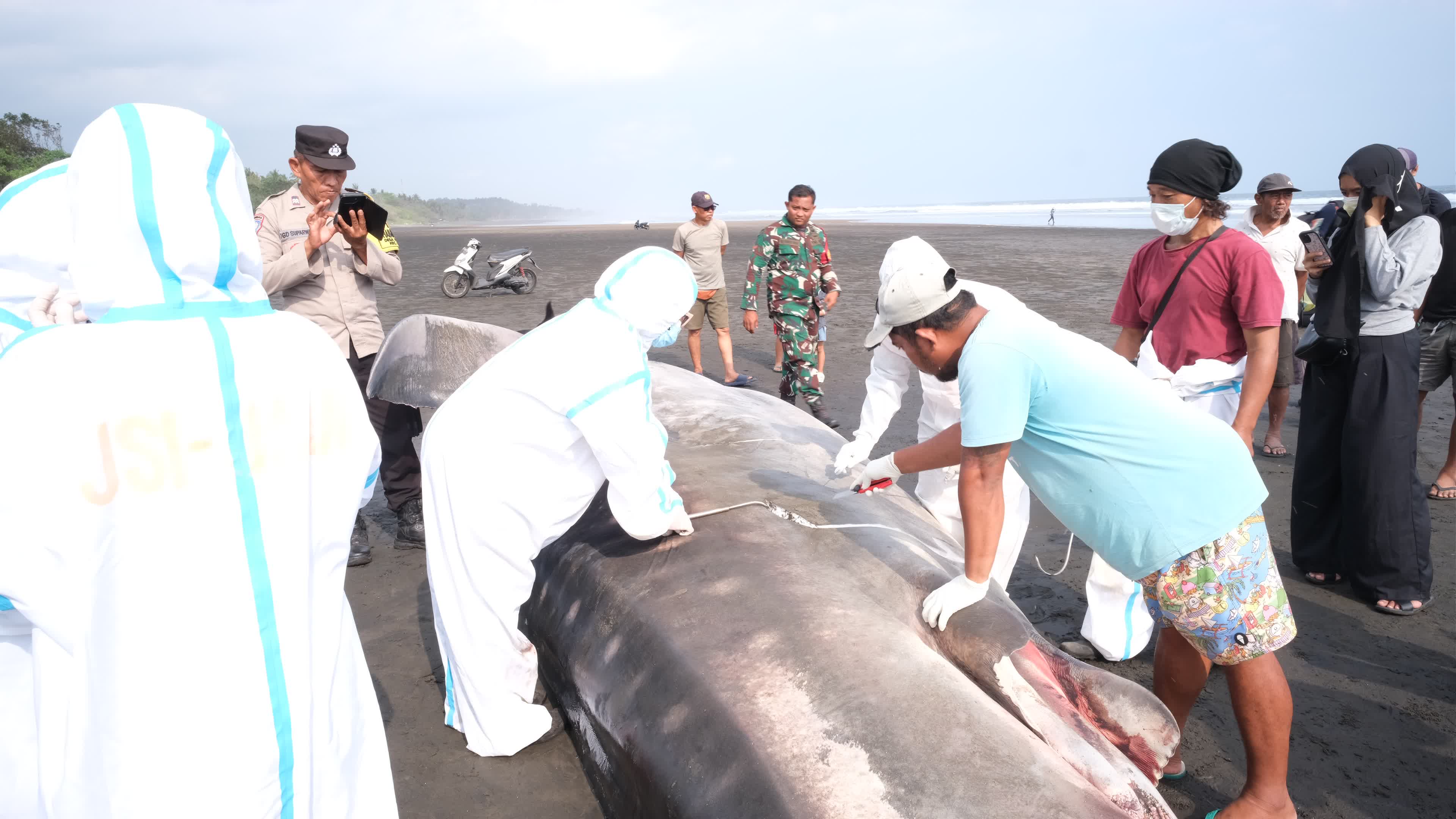 The Stranded Whale Shark In Bali Island, Indonesia.