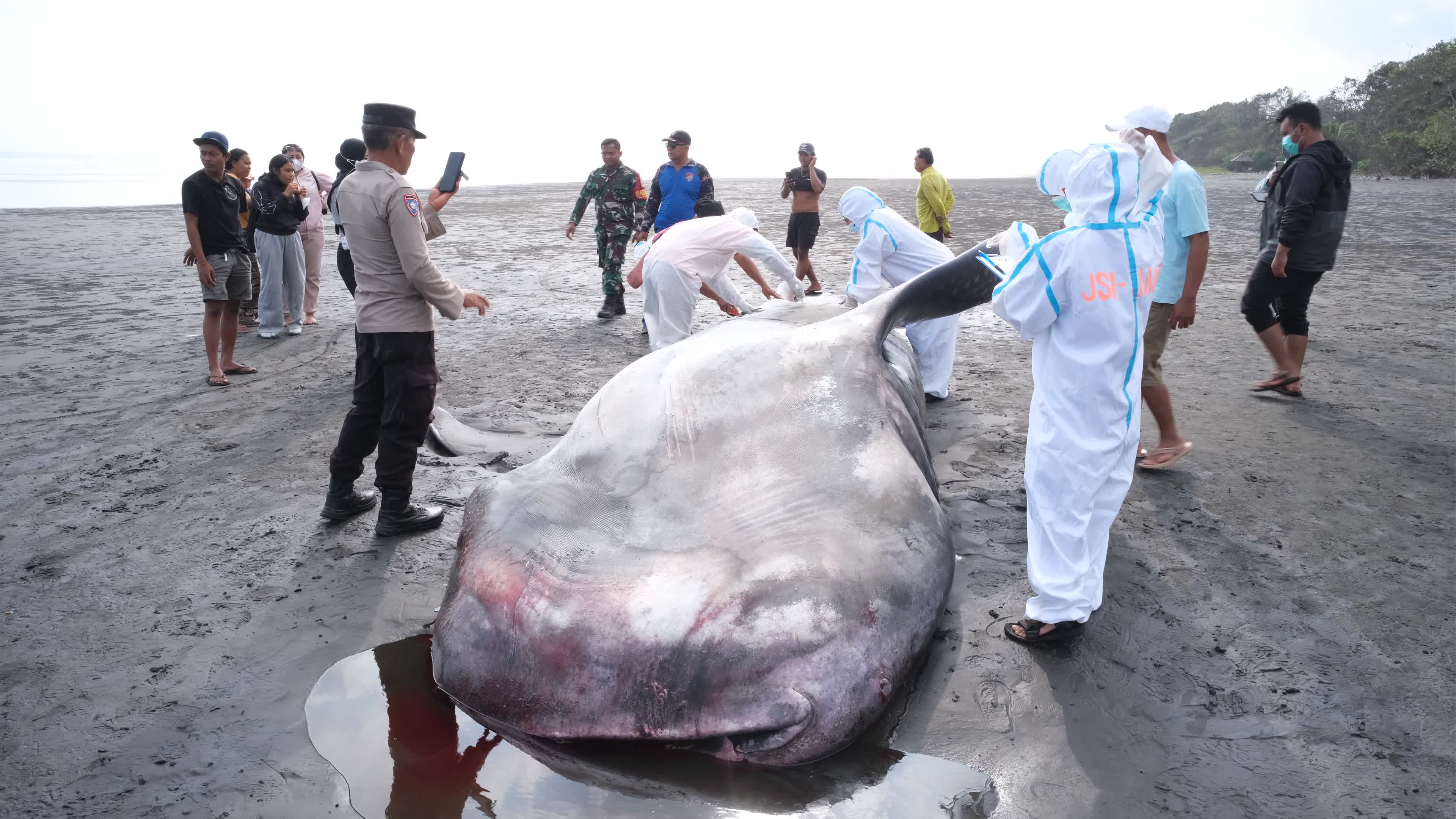 The Stranded Whale Shark In Bali Island, Indonesia.