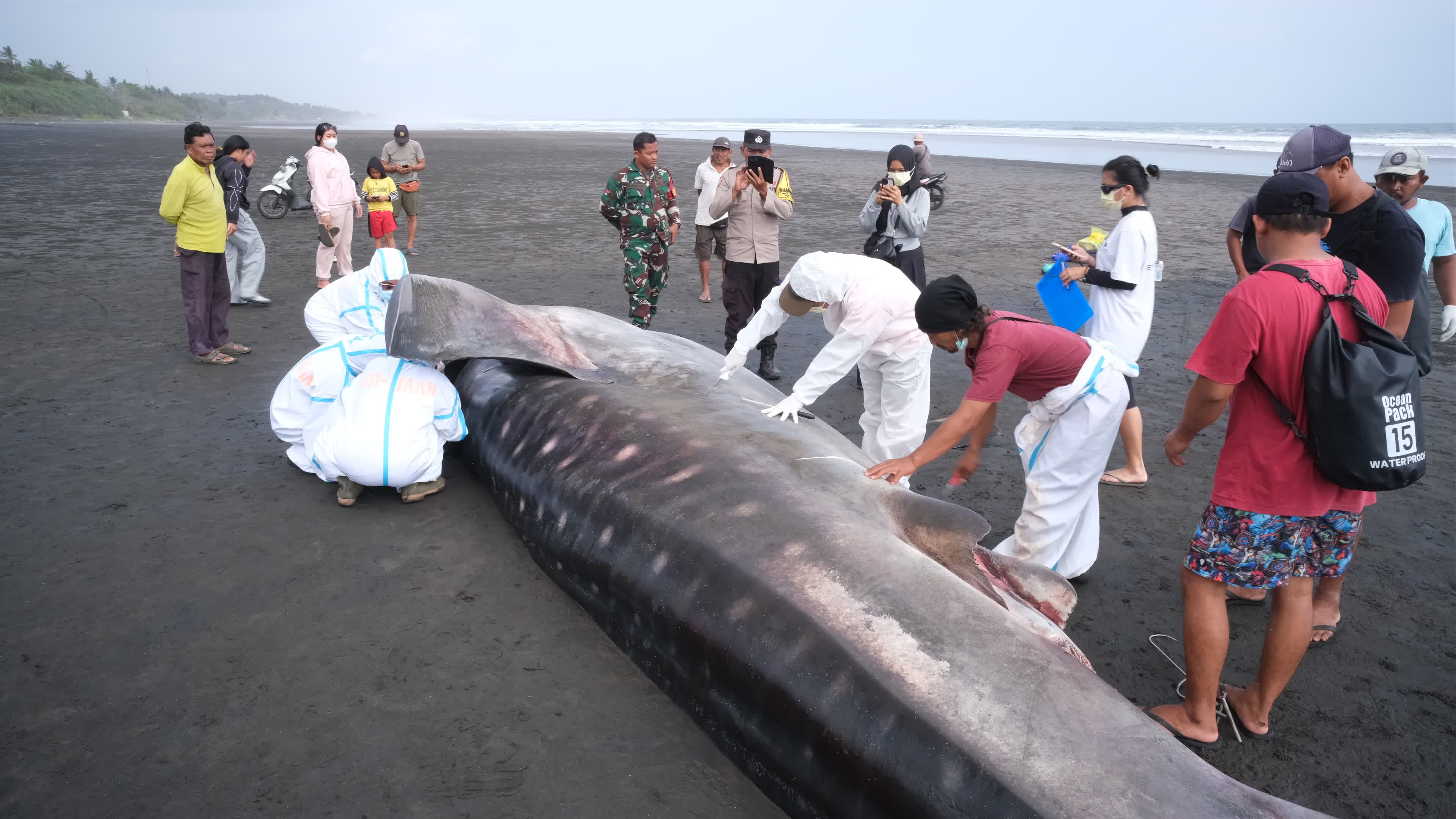 The Stranded Whale Shark In Bali Island, Indonesia.