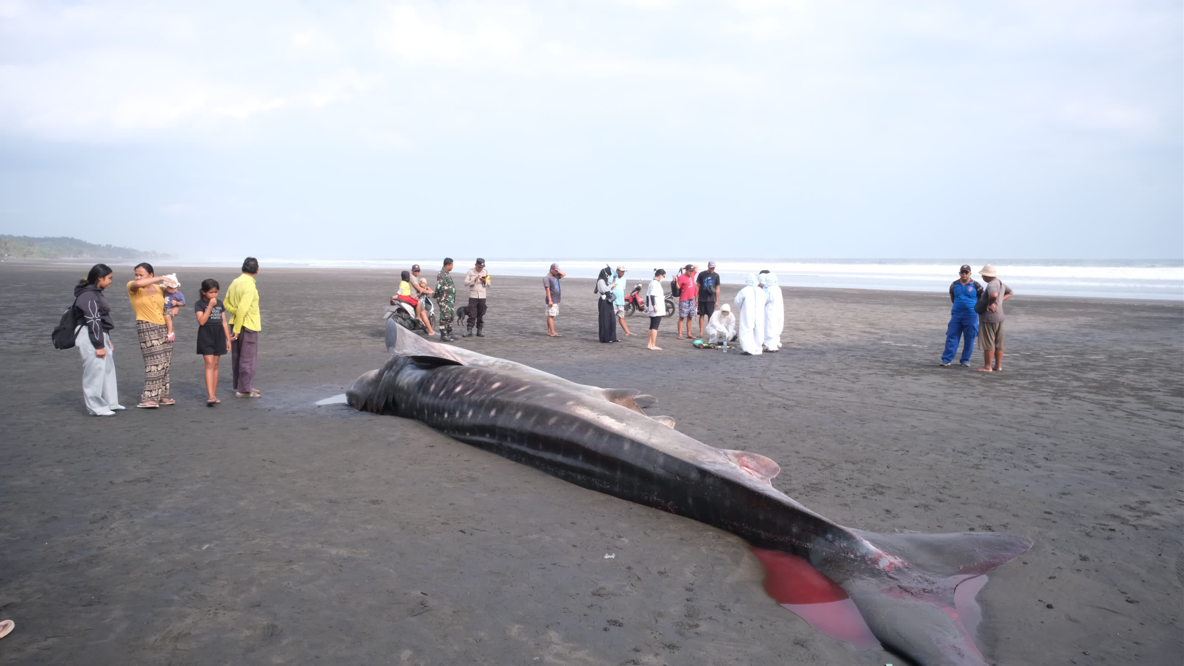 The Stranded Whale Shark In Bali Island, Indonesia.