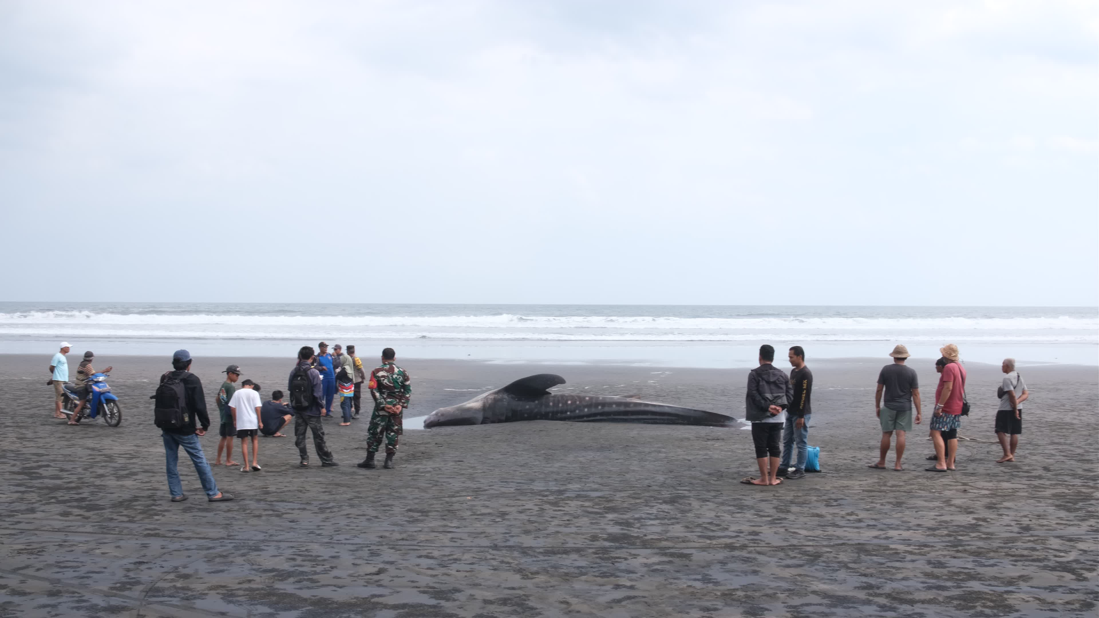 The Stranded Whale Shark In Bali Island, Indonesia.