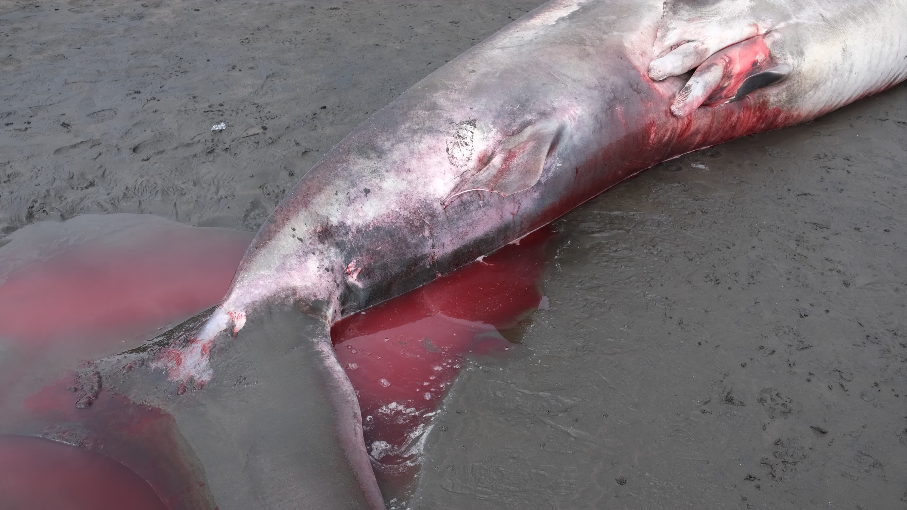 The Stranded Whale Shark In Bali Island, Indonesia.