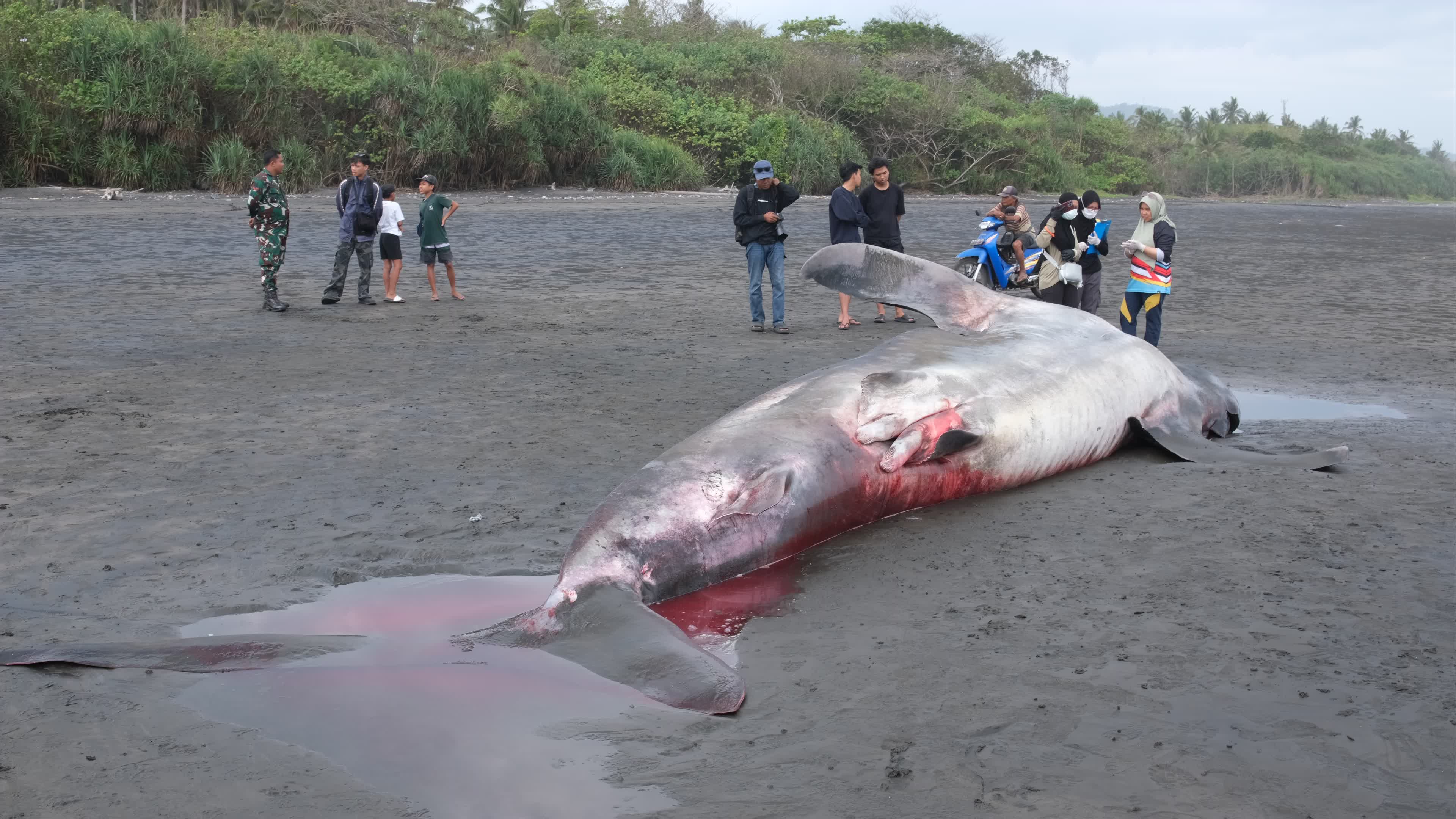 The Stranded Whale Shark In Bali Island, Indonesia.