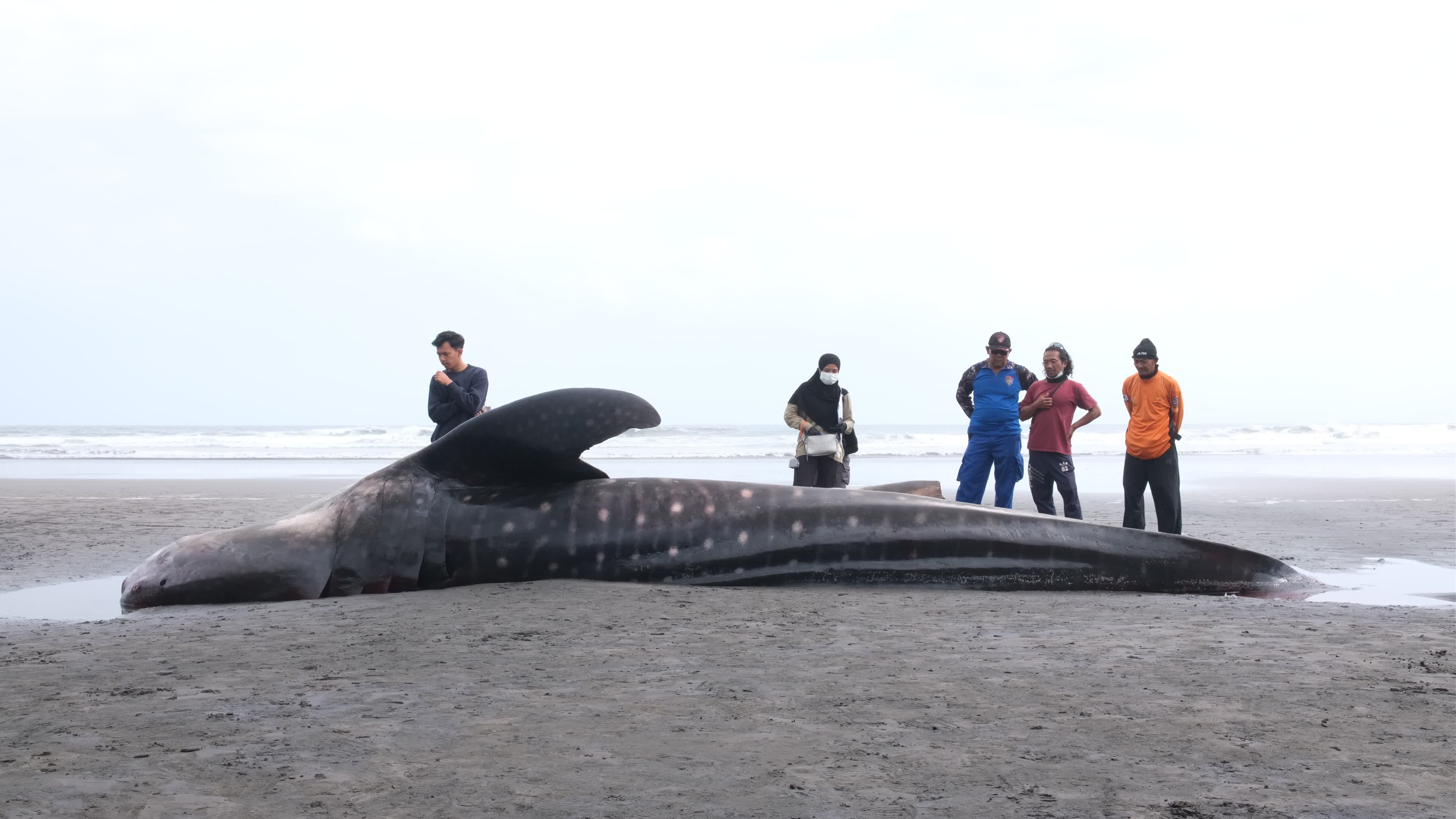 The Stranded Whale Shark In Bali Island, Indonesia.