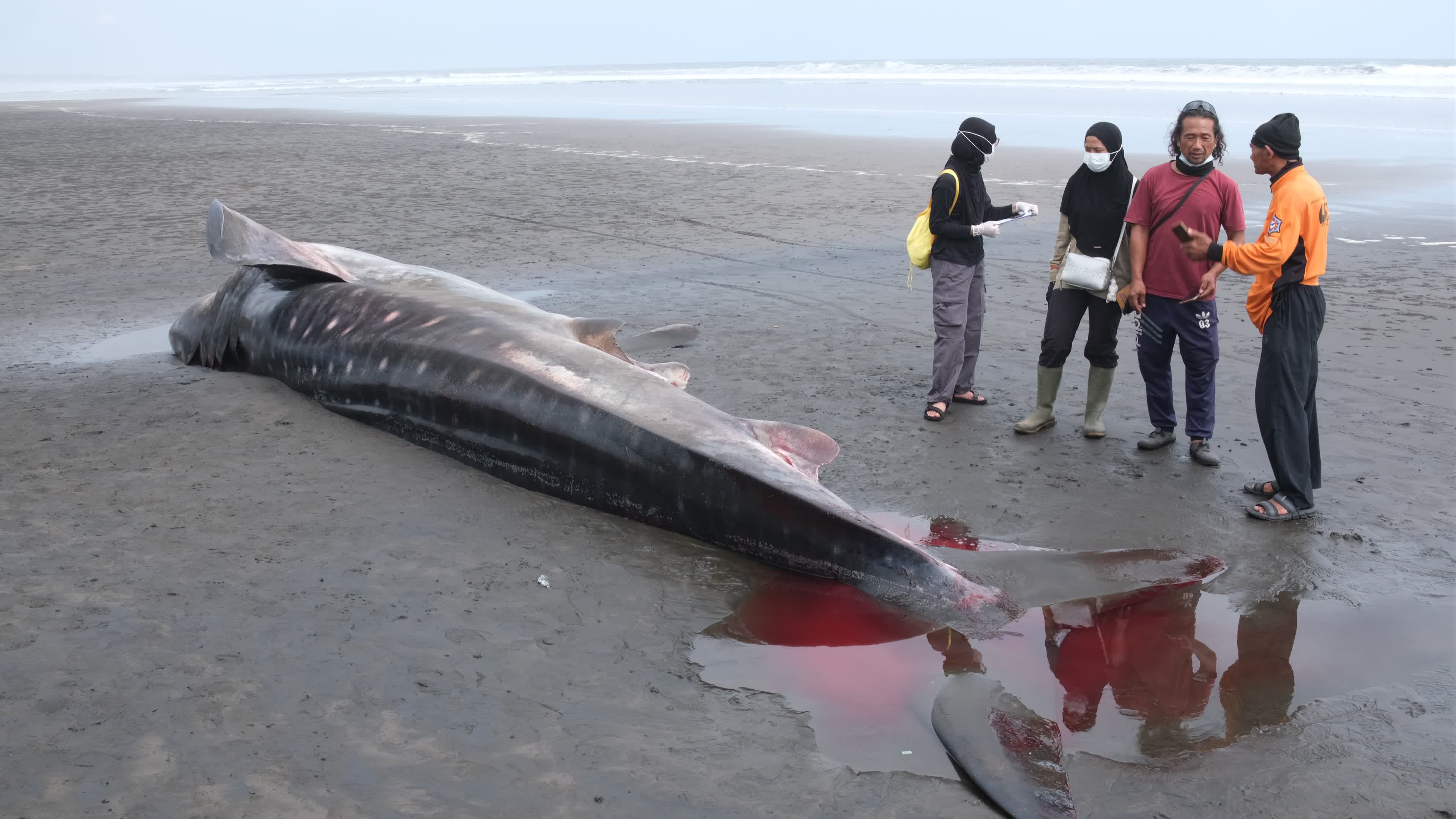 The Stranded Whale Shark In Bali Island, Indonesia.