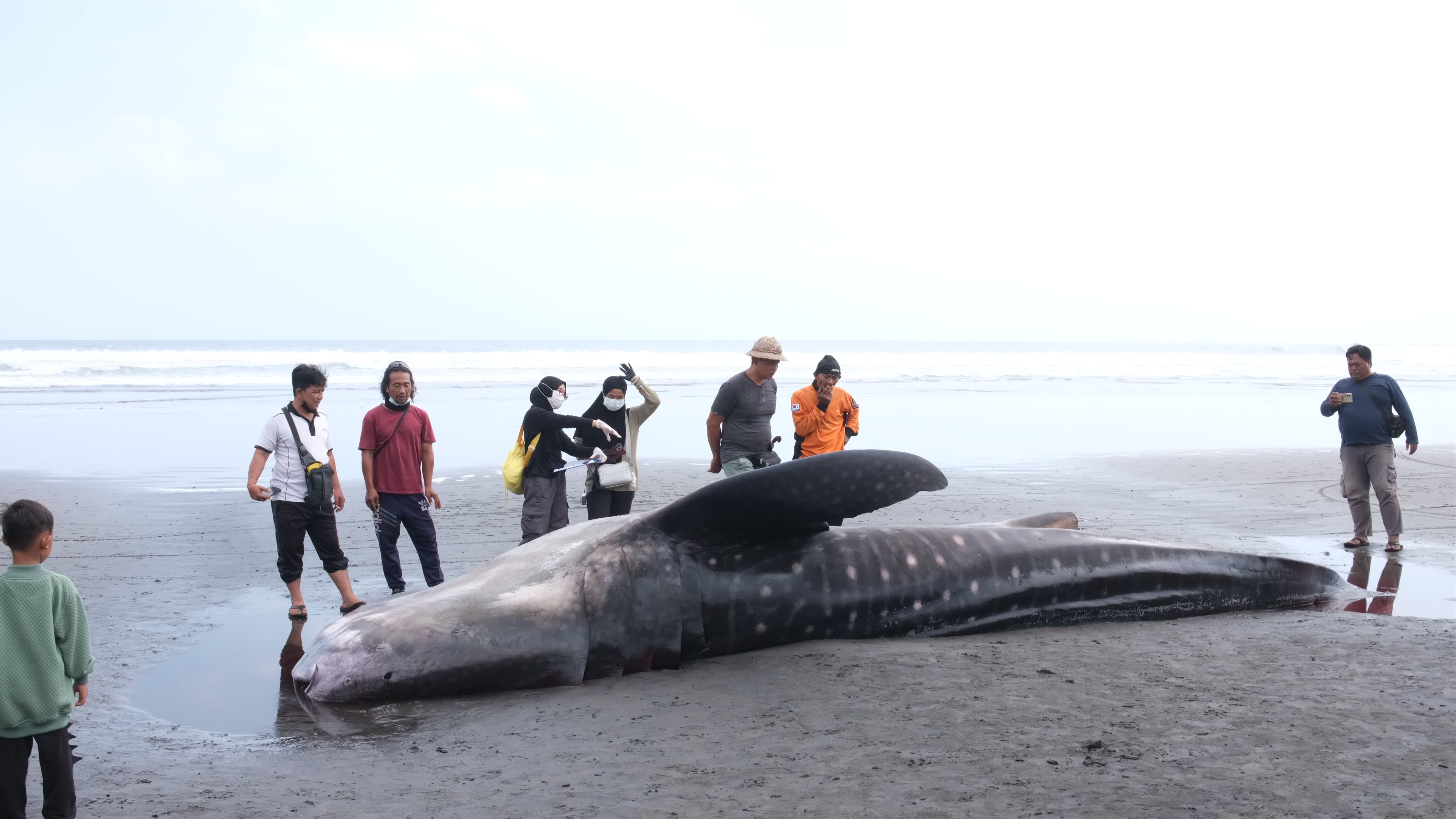 The Stranded Whale Shark In Bali Island, Indonesia.