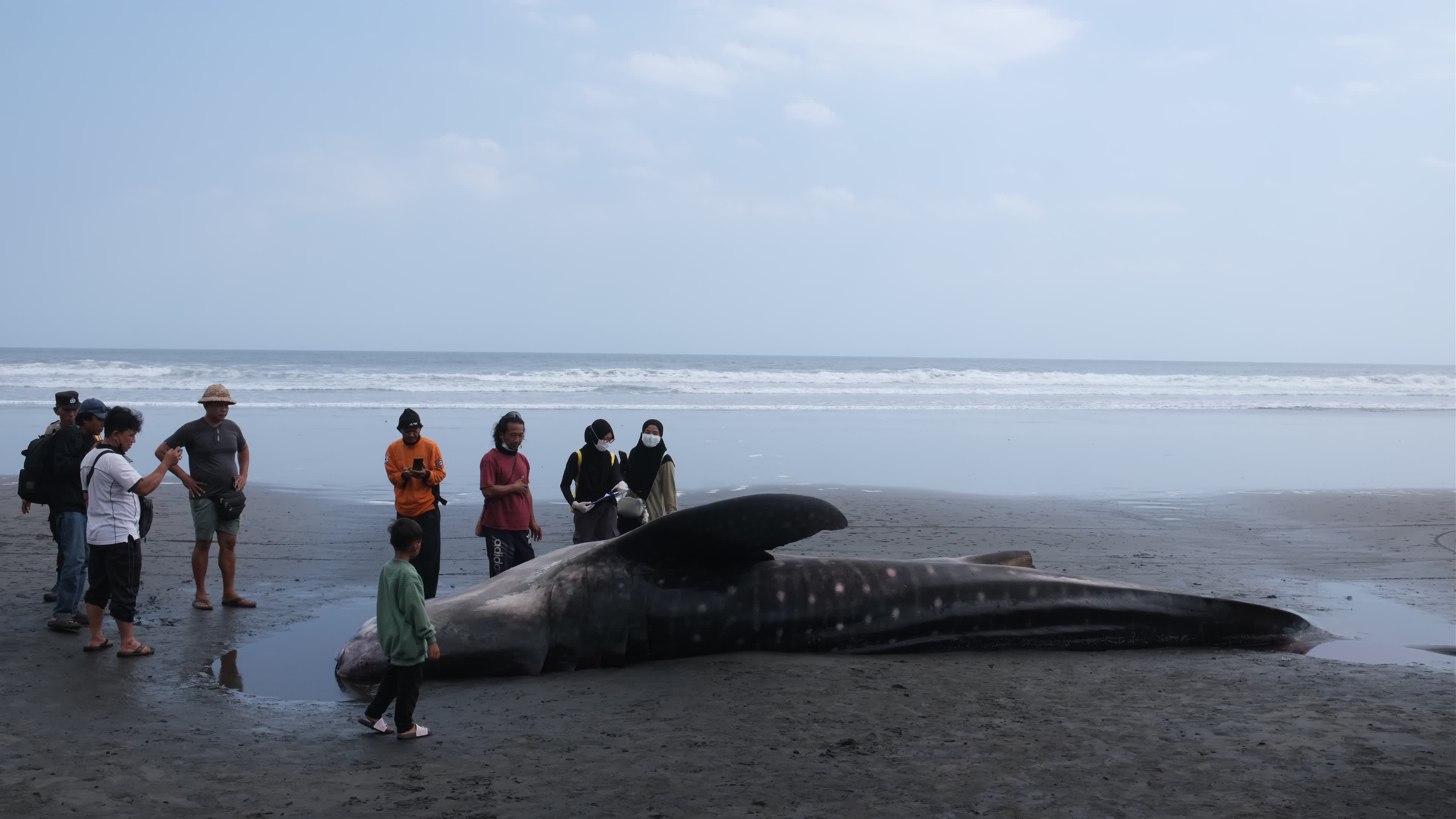The Stranded Whale Shark In Bali Island, Indonesia.