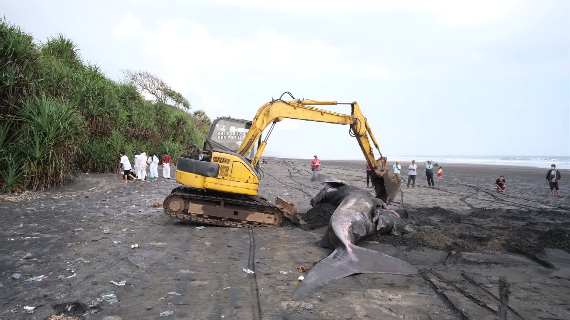 The Stranded Whale Shark In Bali Island, Indonesia. - 09/12/2026