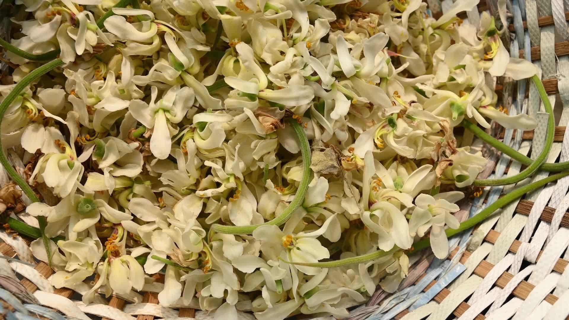 Edible Moringa flower - Nutritional value - 02/03/2026