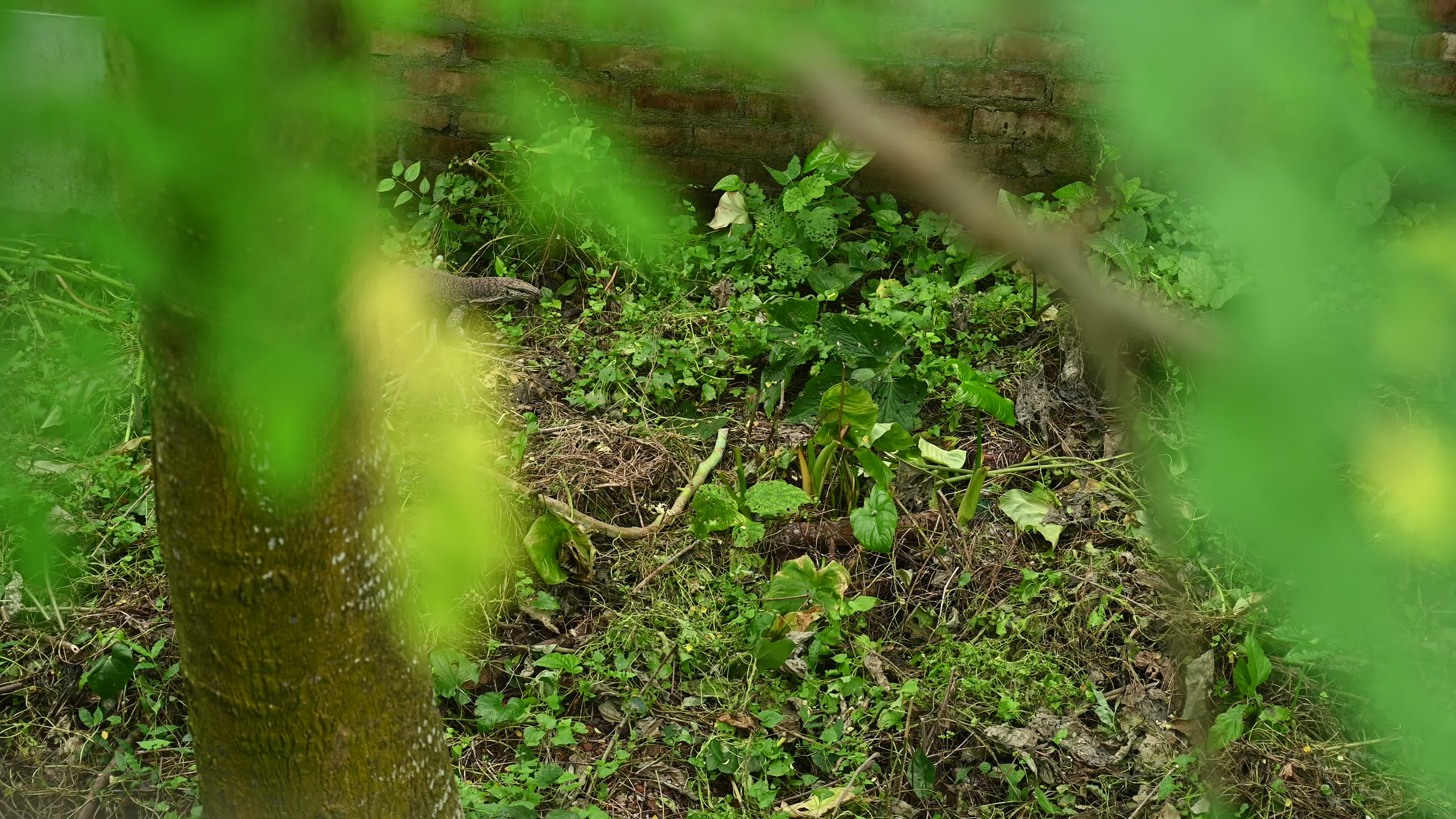 Bengal monitor - Varanus Bengalensis - Animal in Human Territory in India