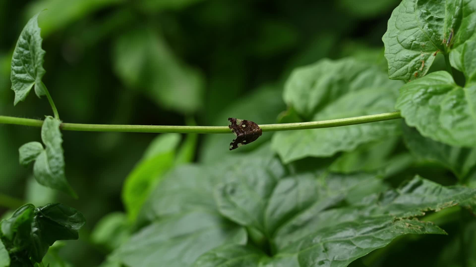 Black Planthopper (Ricania Speculum) - Agricultural Pest - Animal India