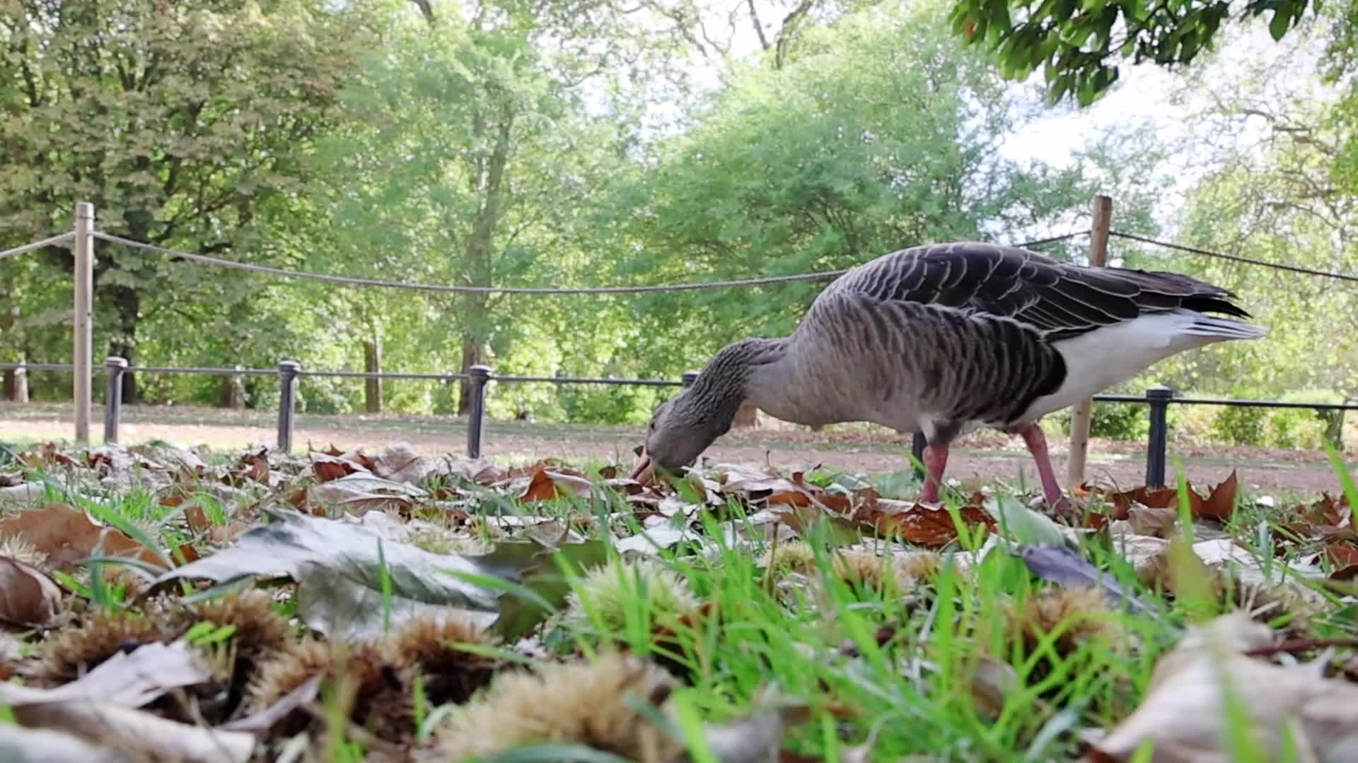 Wildlife in Hyde Park, London