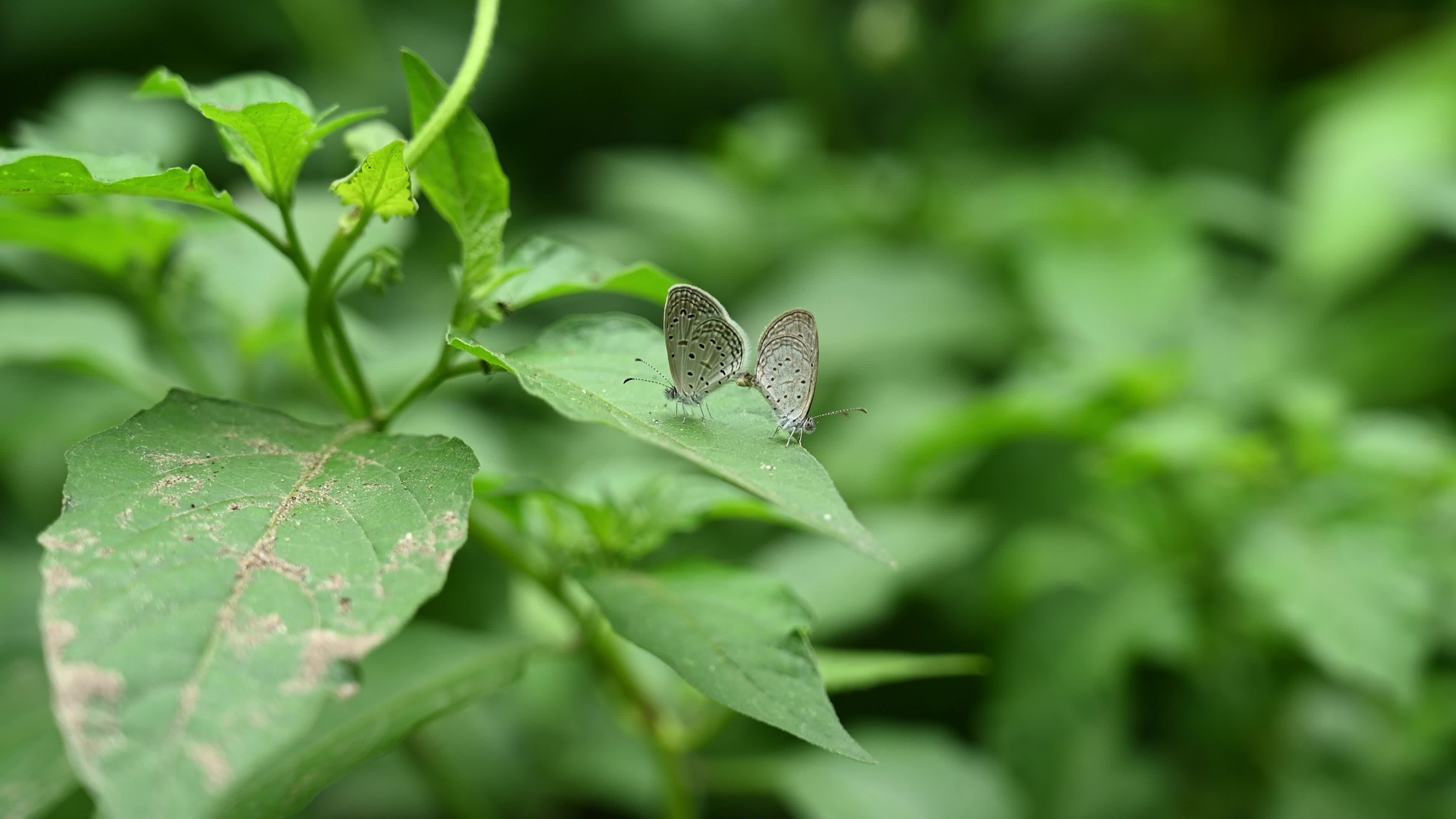 Tiny Grass Blue Butterflies (Zizula Hylax) Mating Pair
