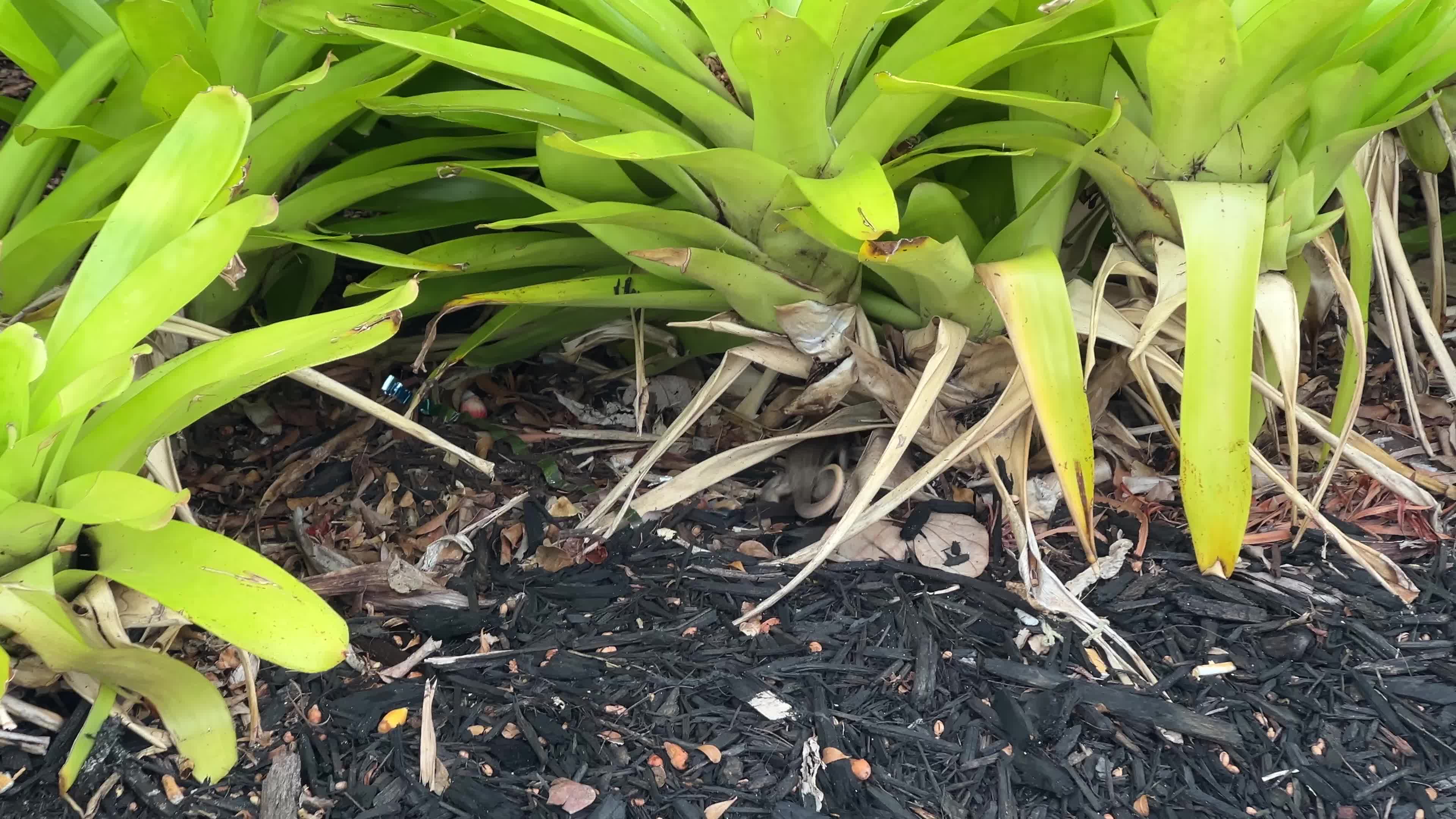 Northern curly-tailed lizard