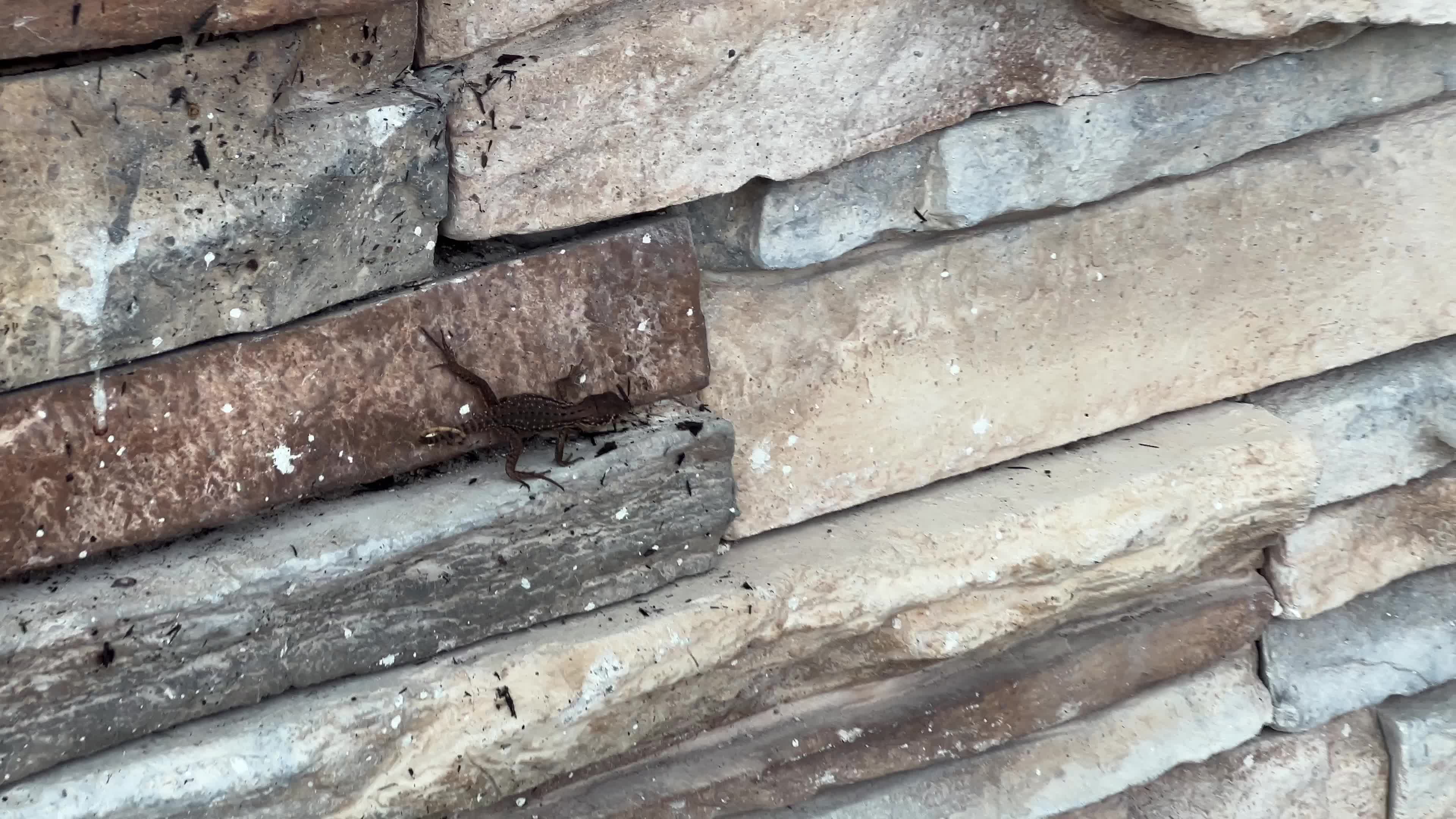 Northern curly-tailed lizard
