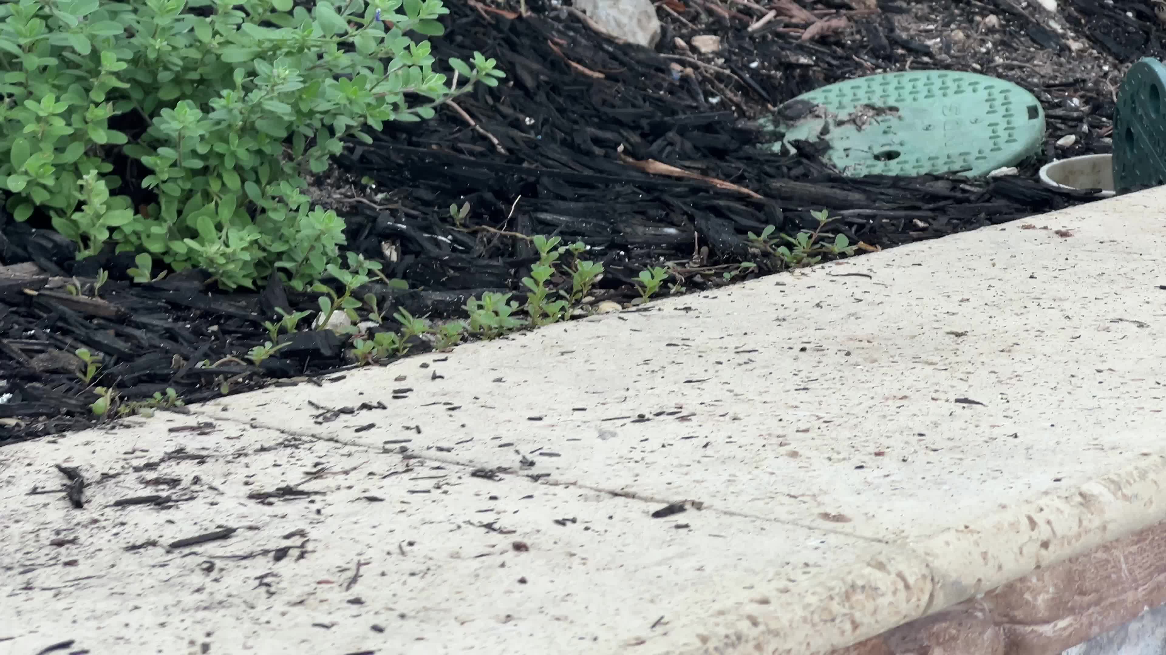 Northern curly-tailed lizard