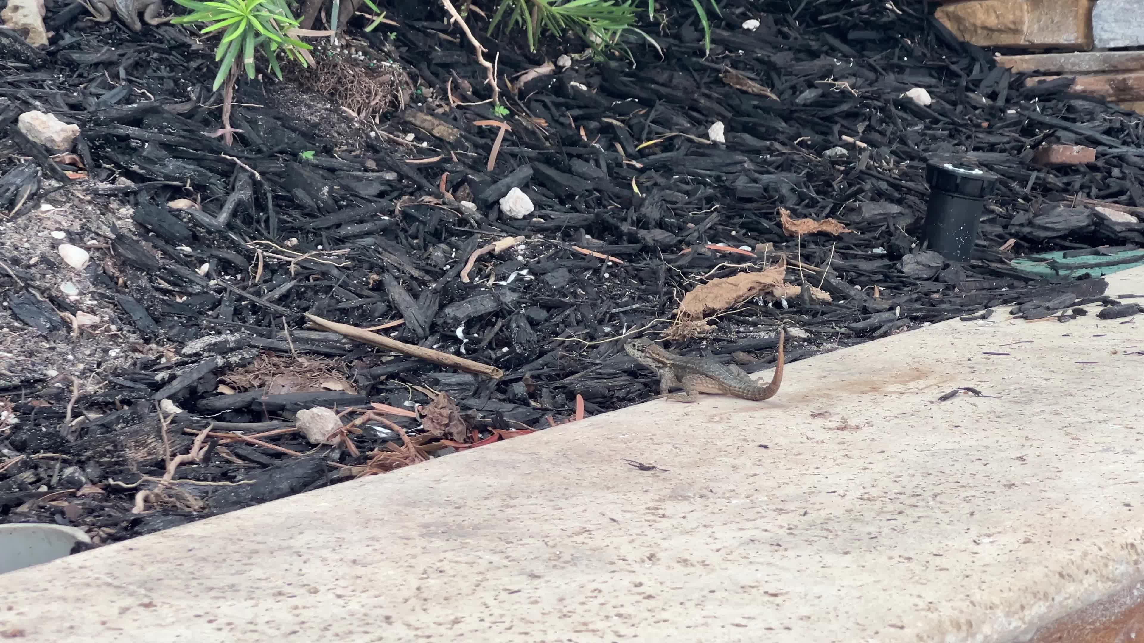 Northern curly-tailed lizard