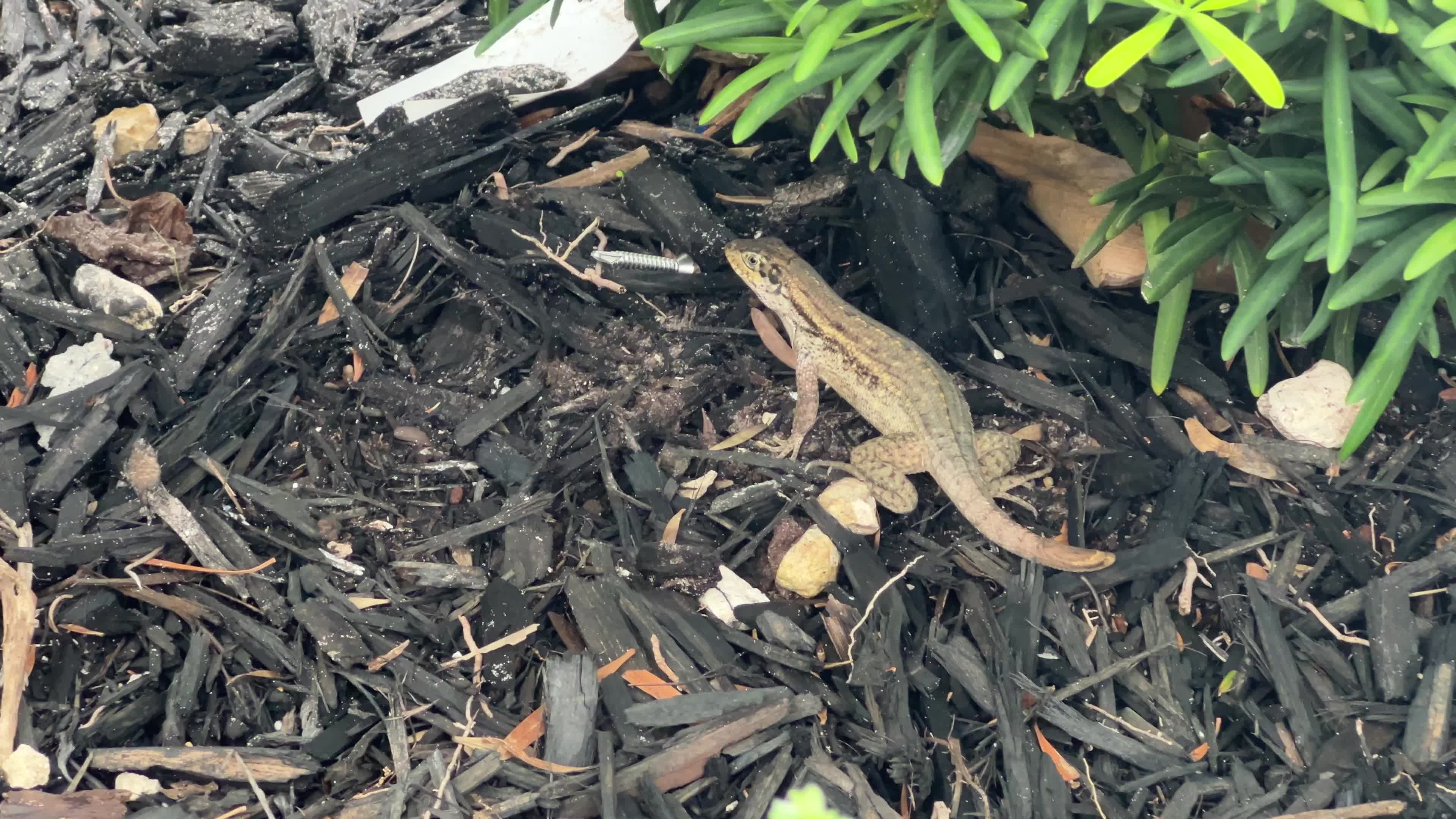 Northern curly-tailed lizard