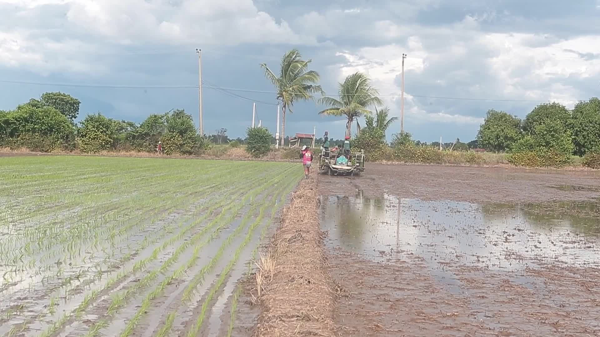 Thailand-Daily Life/Agriculture