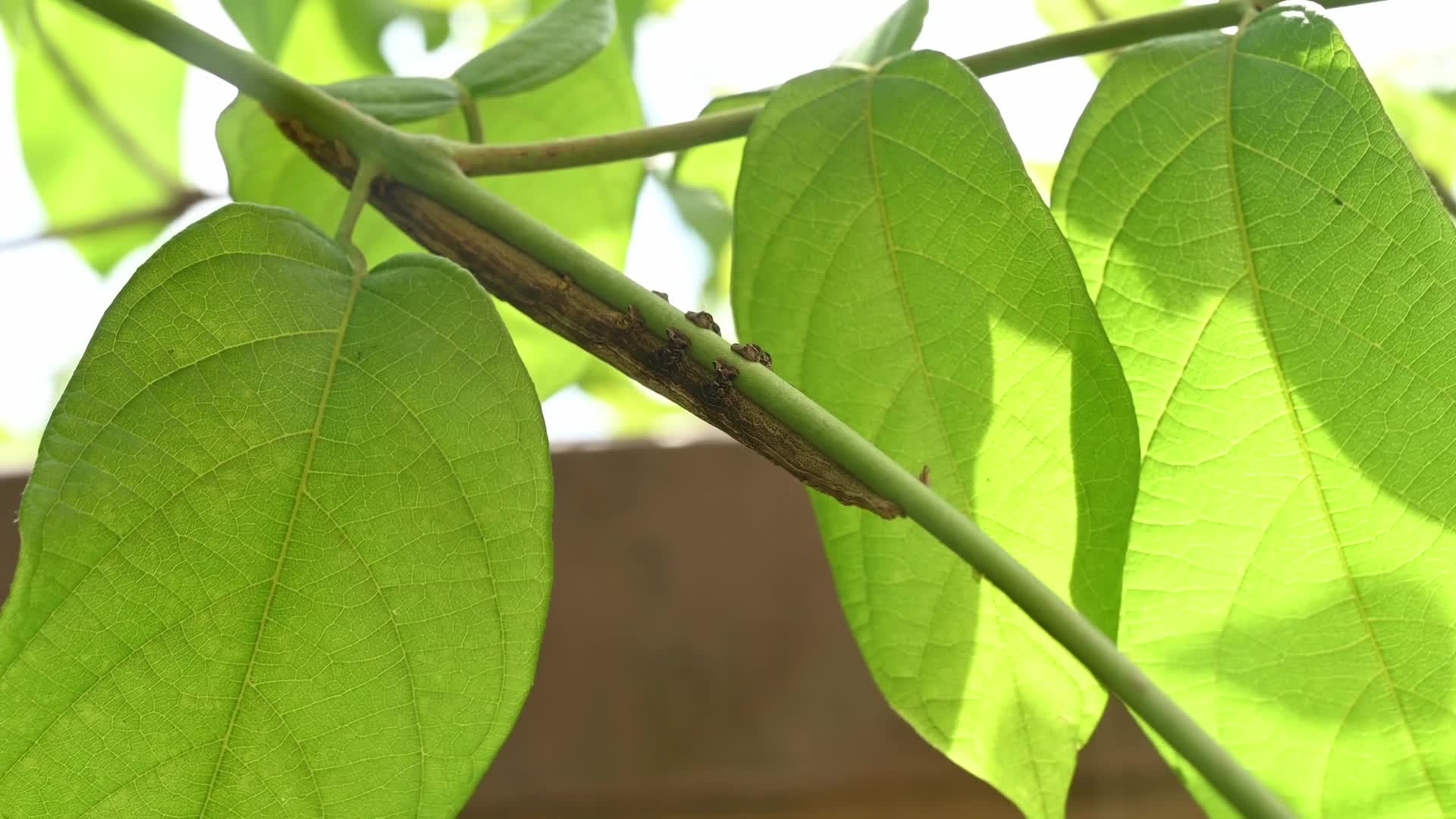 Inchworm Camouflage - Stick-like caterpillar - Combretum indicum vine - Animal India