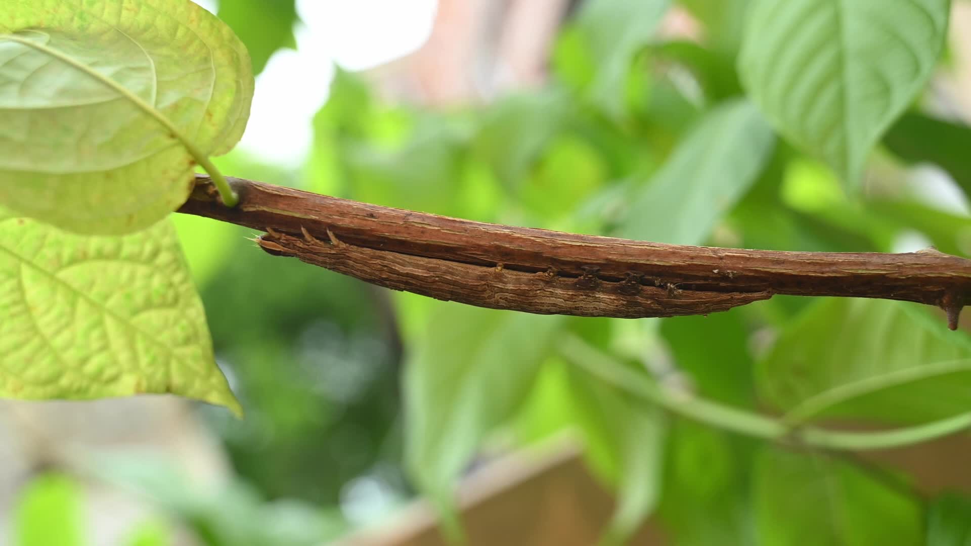Inchworm Camouflage - Stick-like caterpillar - Combretum indicum vine - Animal India